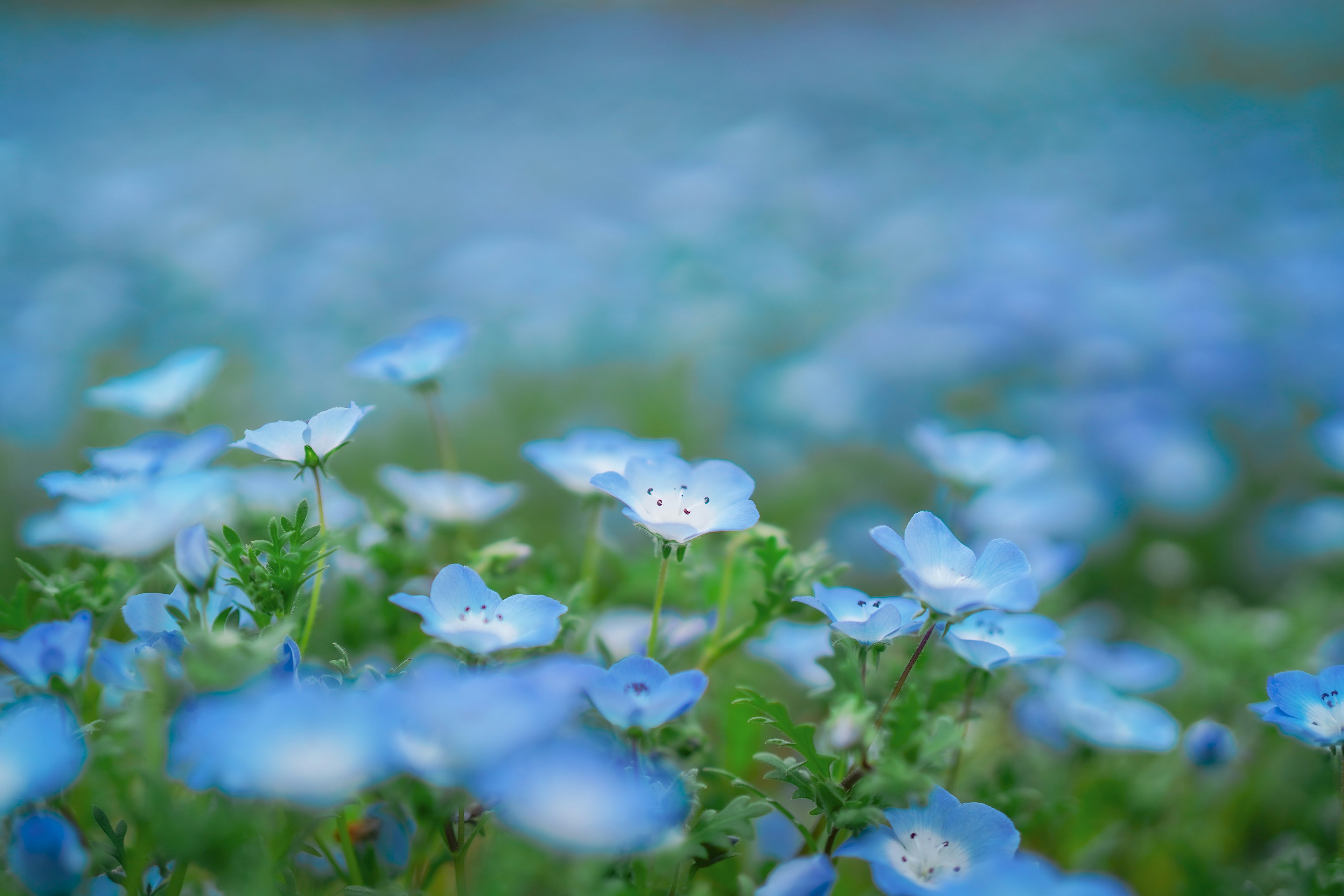 青い花が咲き誇る風景の写真