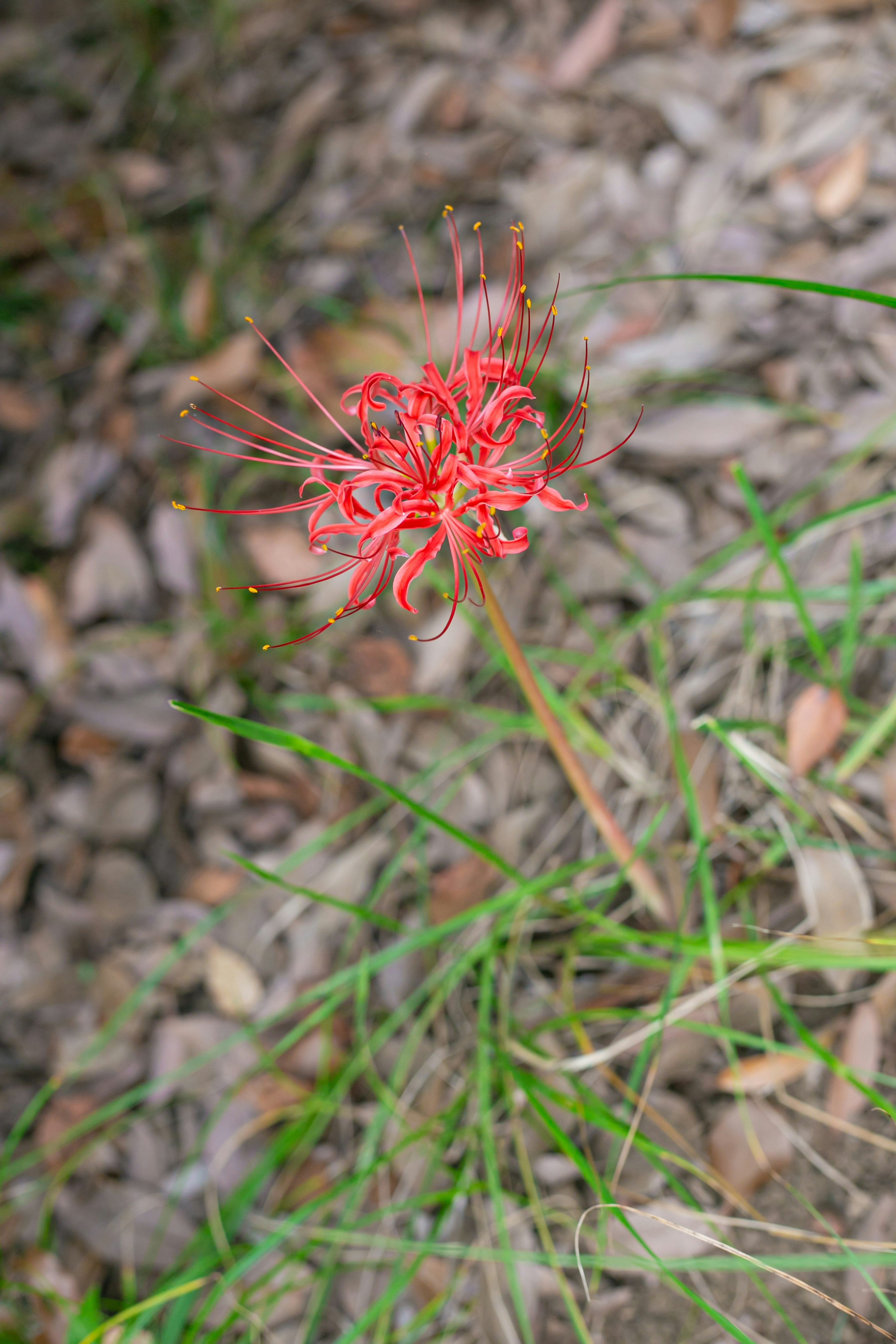 赤い花が緑の草の中に咲いている