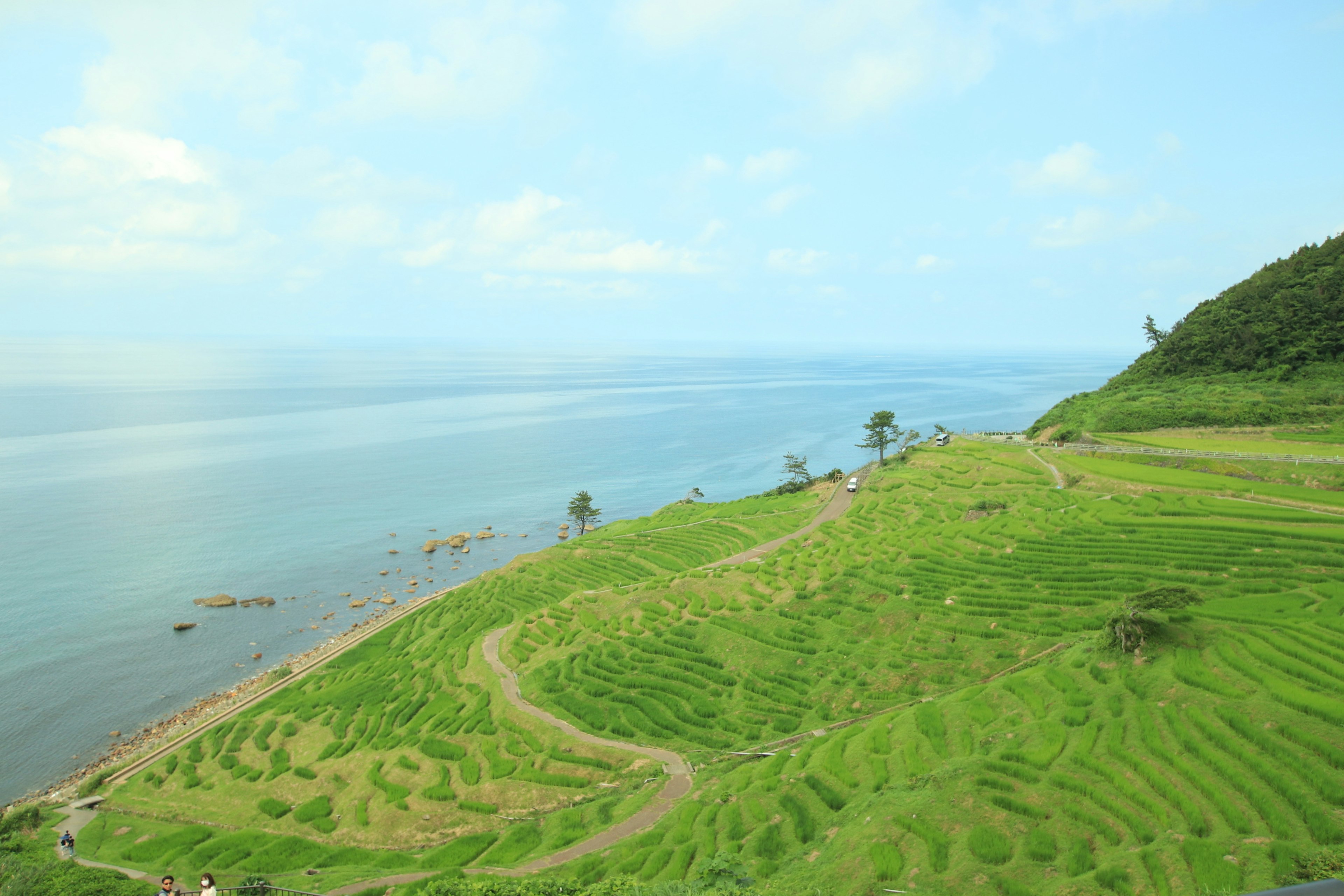 Scenic view of green rice terraces overlooking a blue ocean