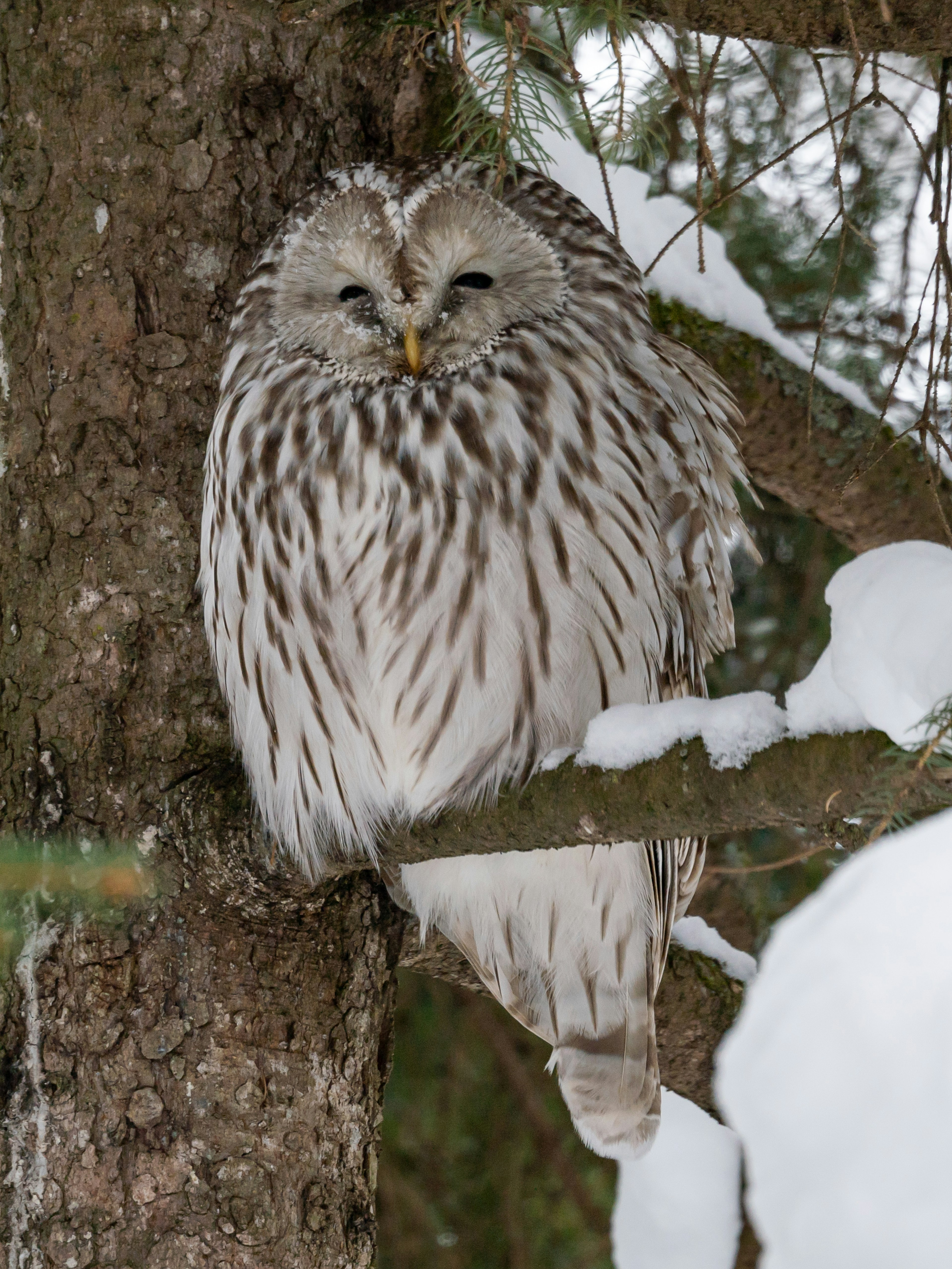 Un búho de Ural posado en un árbol cubierto de nieve