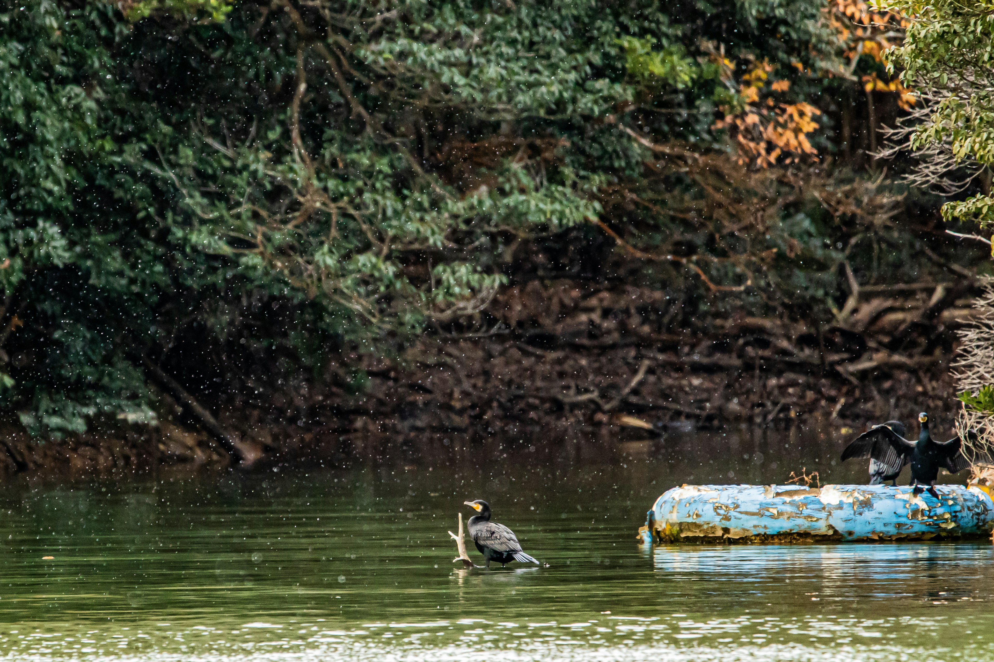 Un cormorano accanto a un corso d'acqua tranquillo vicino a un vecchio zattera