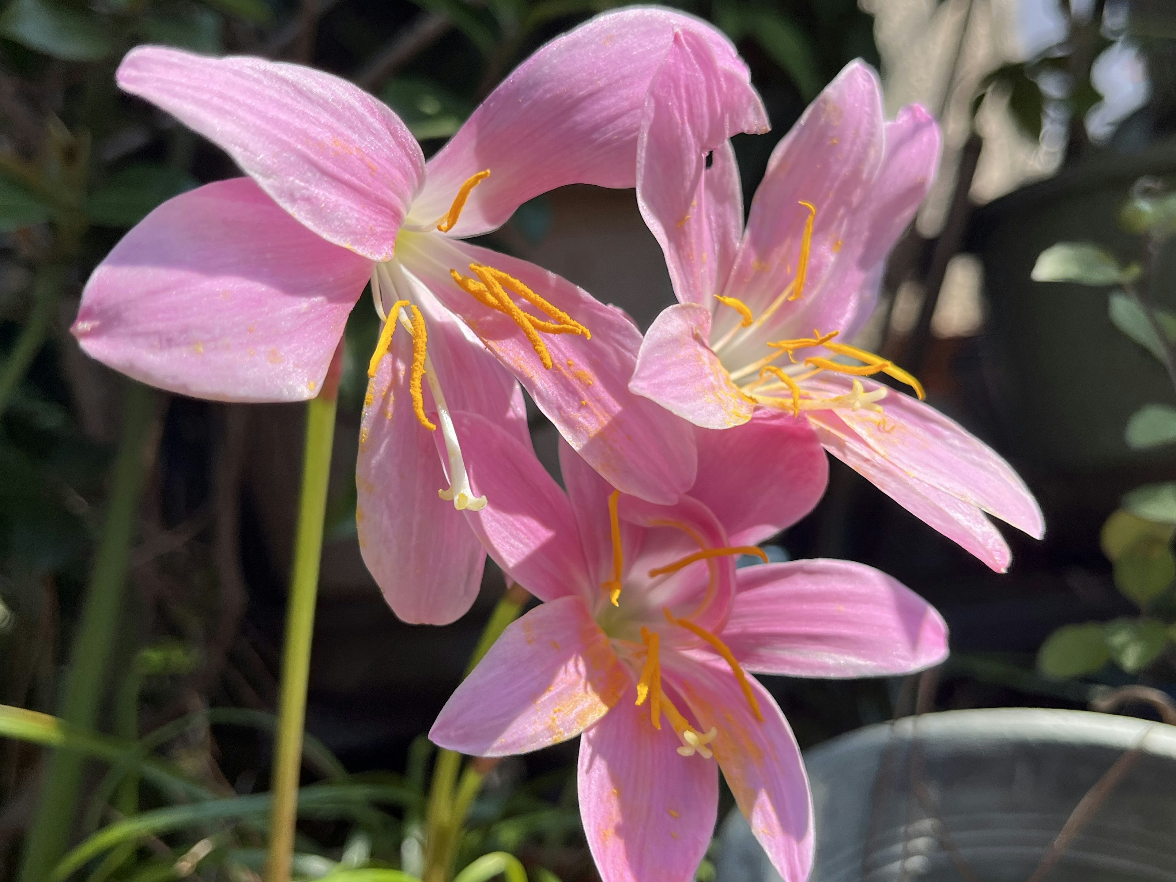 ピンクの花が二つ咲いている様子で、周囲には緑の植物が見える