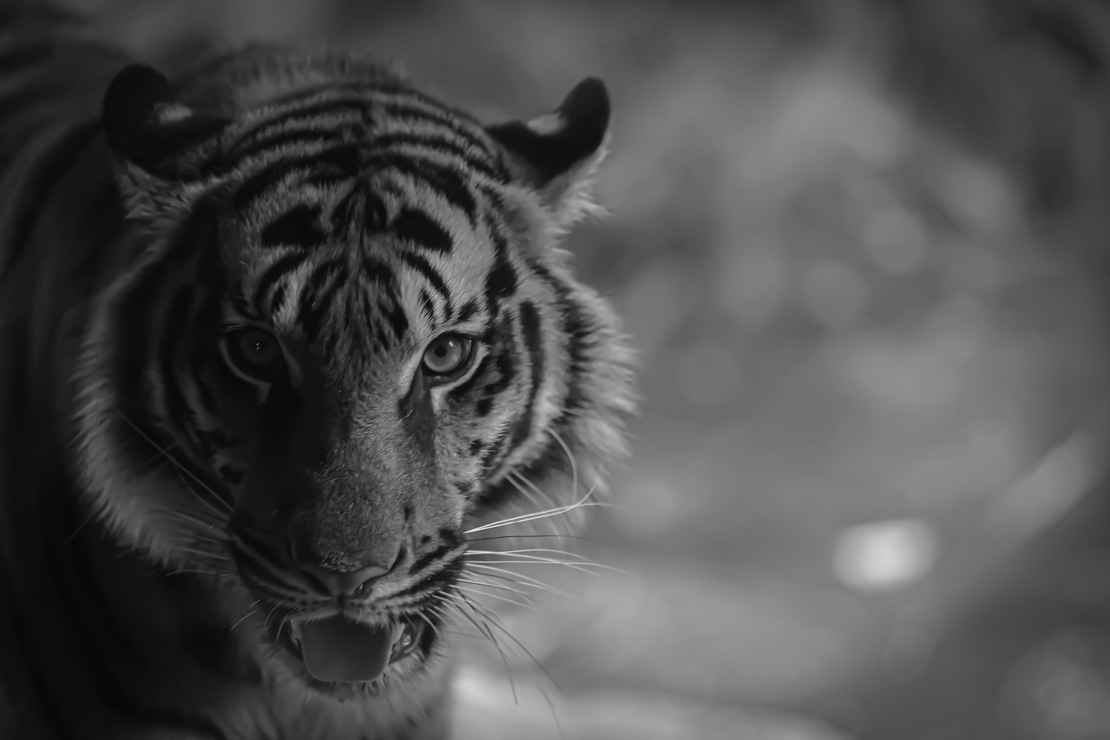 Black and white tiger staring intensely at the viewer