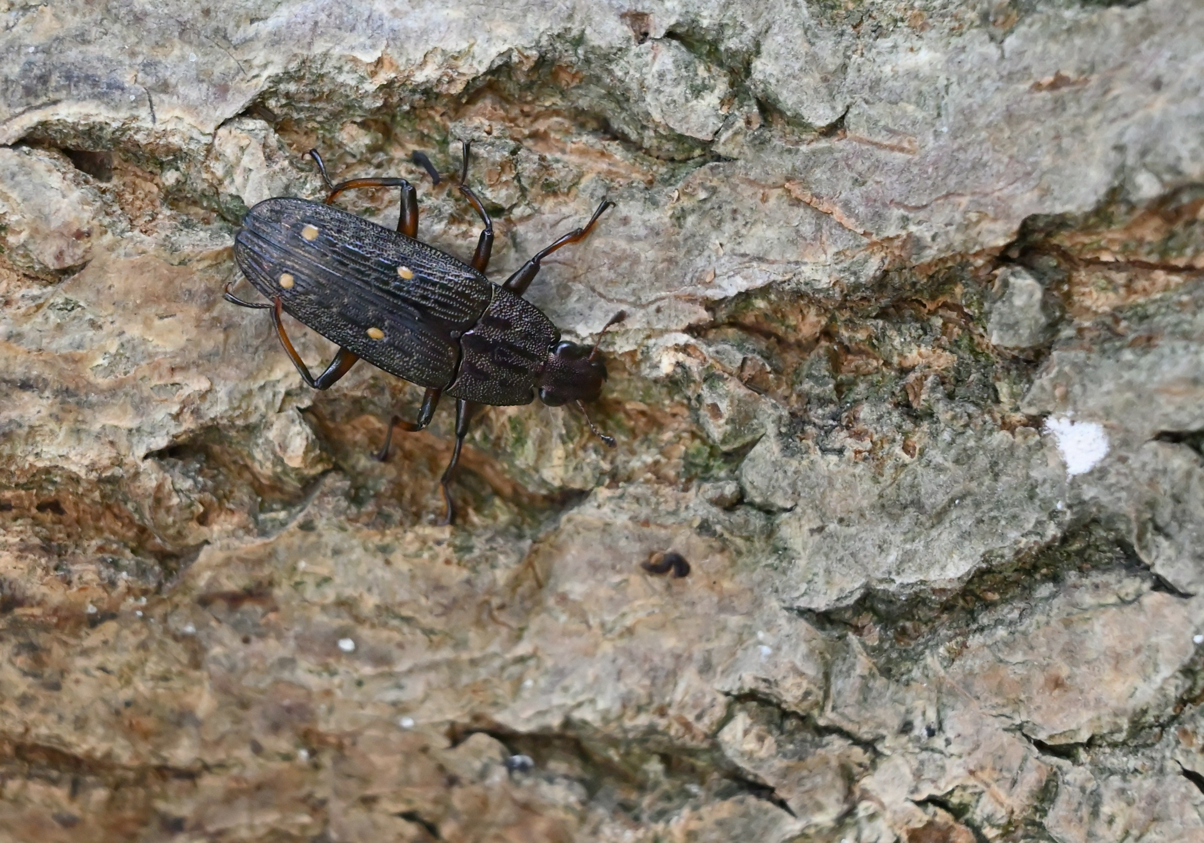 Insecto negro en la corteza del árbol