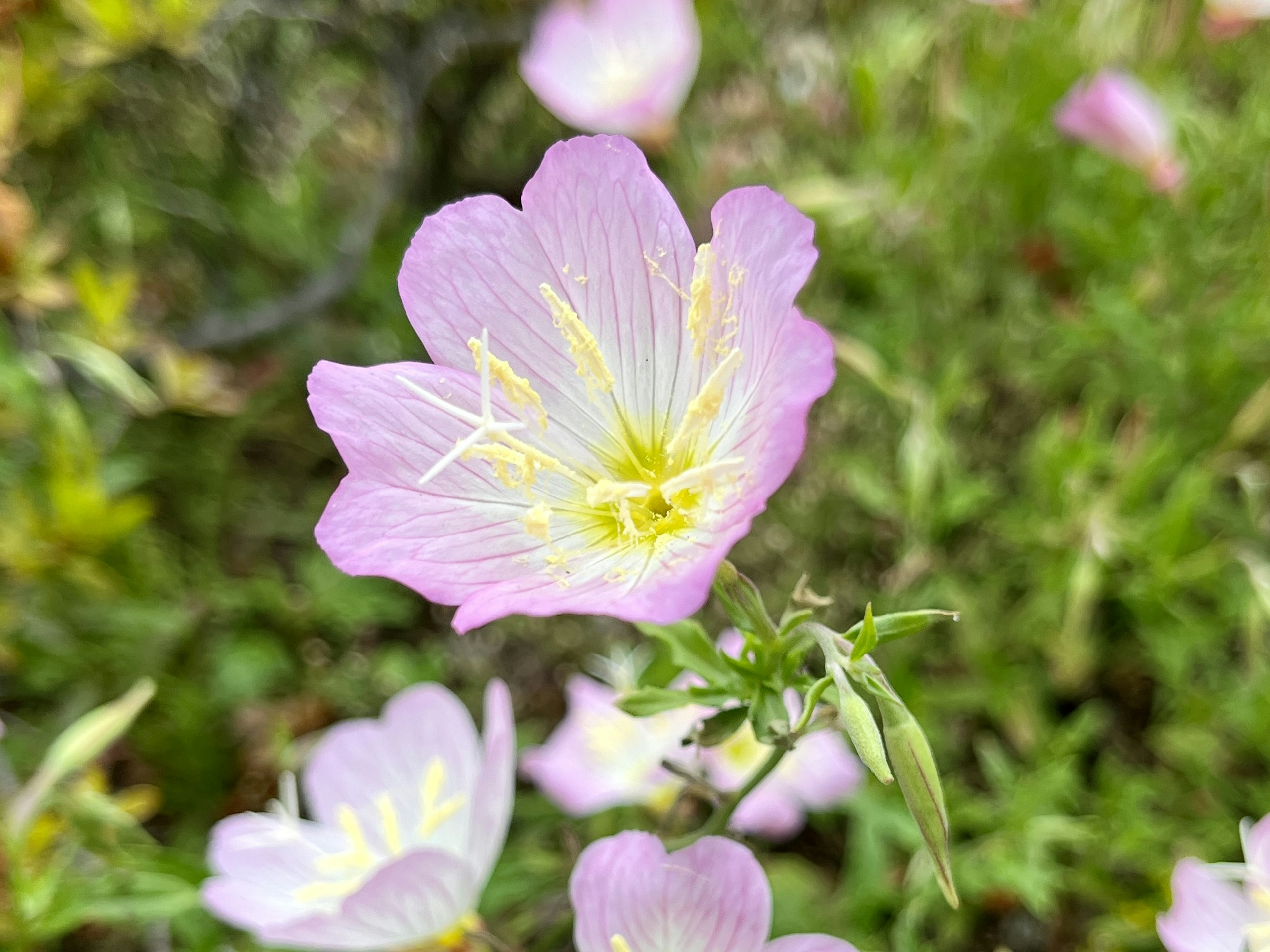 淡いピンクの花と緑の背景の近接写真