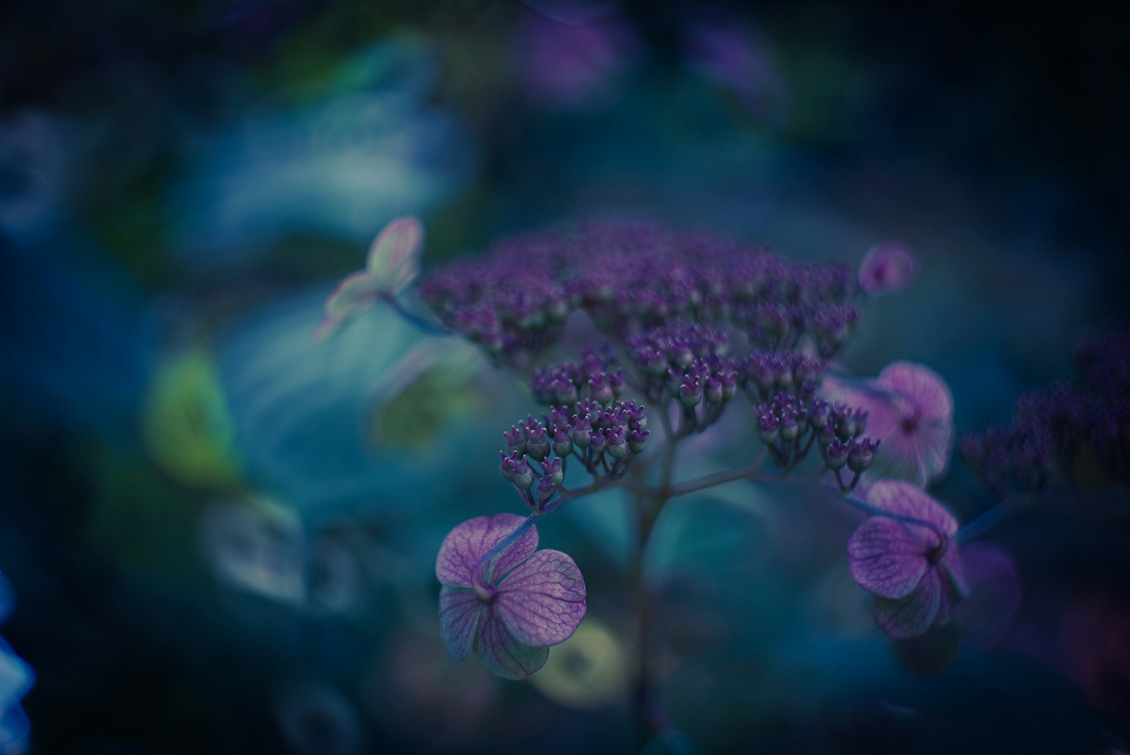 紫色の花と青い背景のぼやけた写真