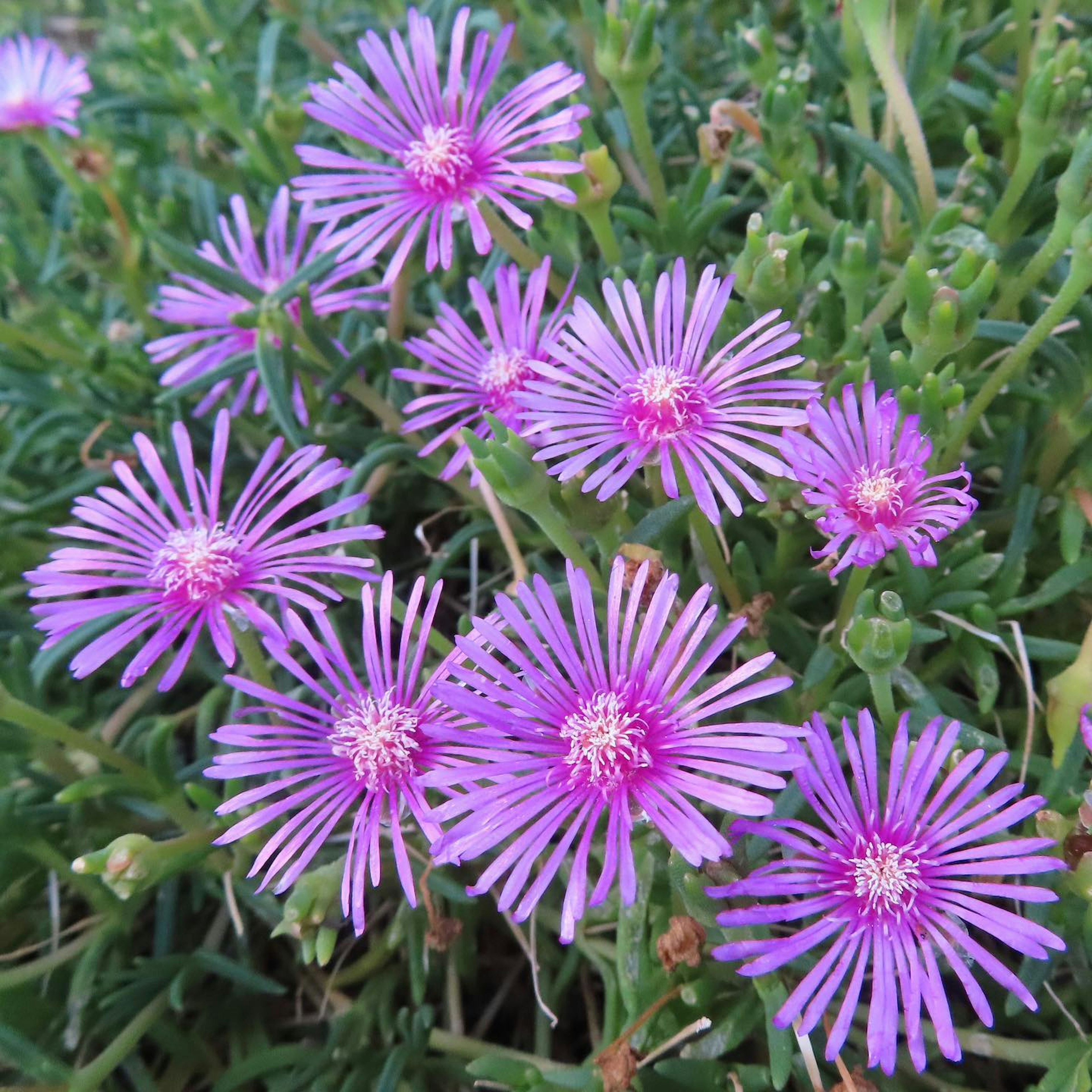 Nahaufnahme von lebhaften lila Blumen, die zwischen grünem Laub blühen