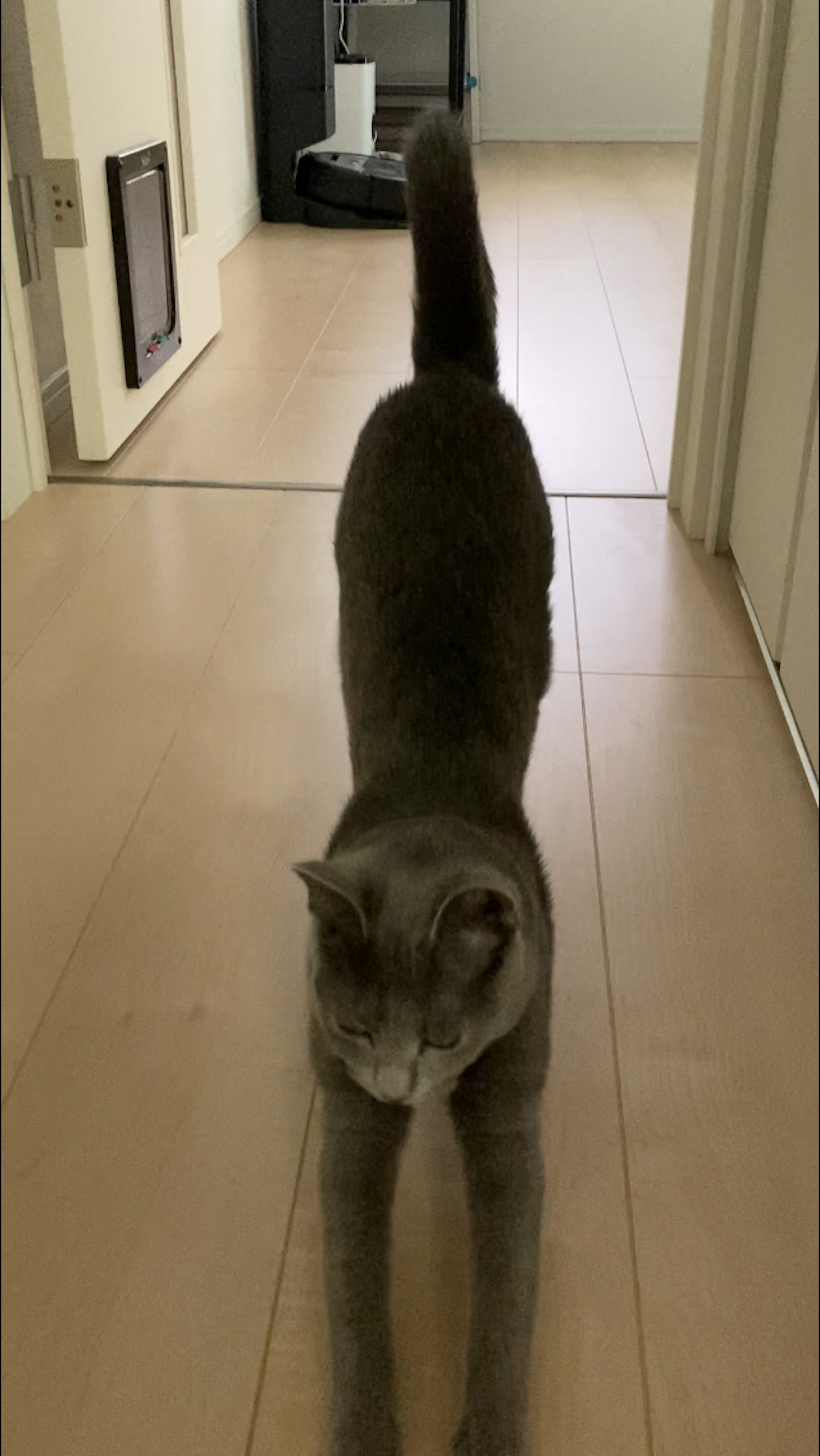 廊下を歩いているグレーの猫のストレッチ