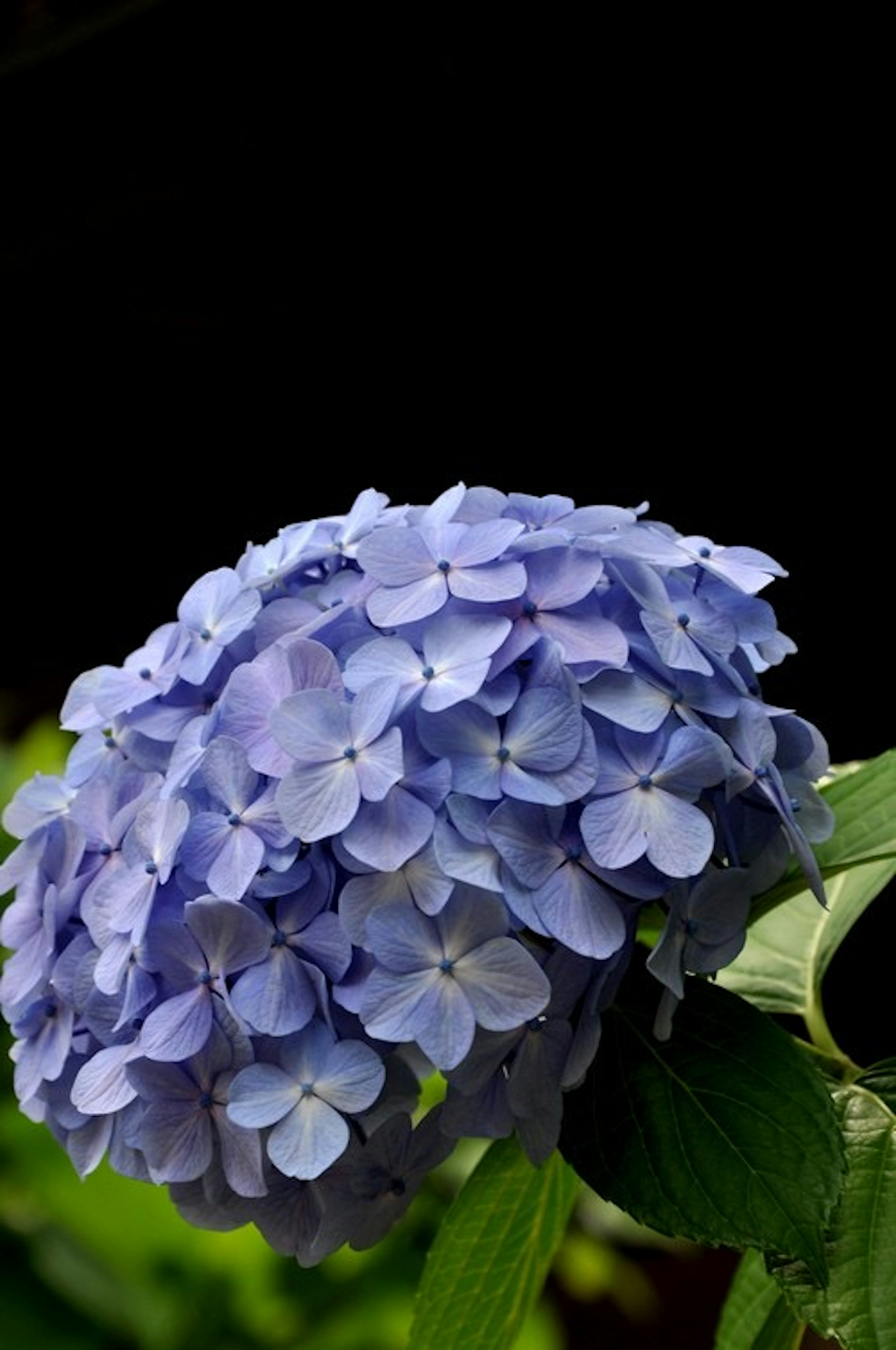 Groupe de fleurs d'hortensia bleues entourées de feuilles vertes