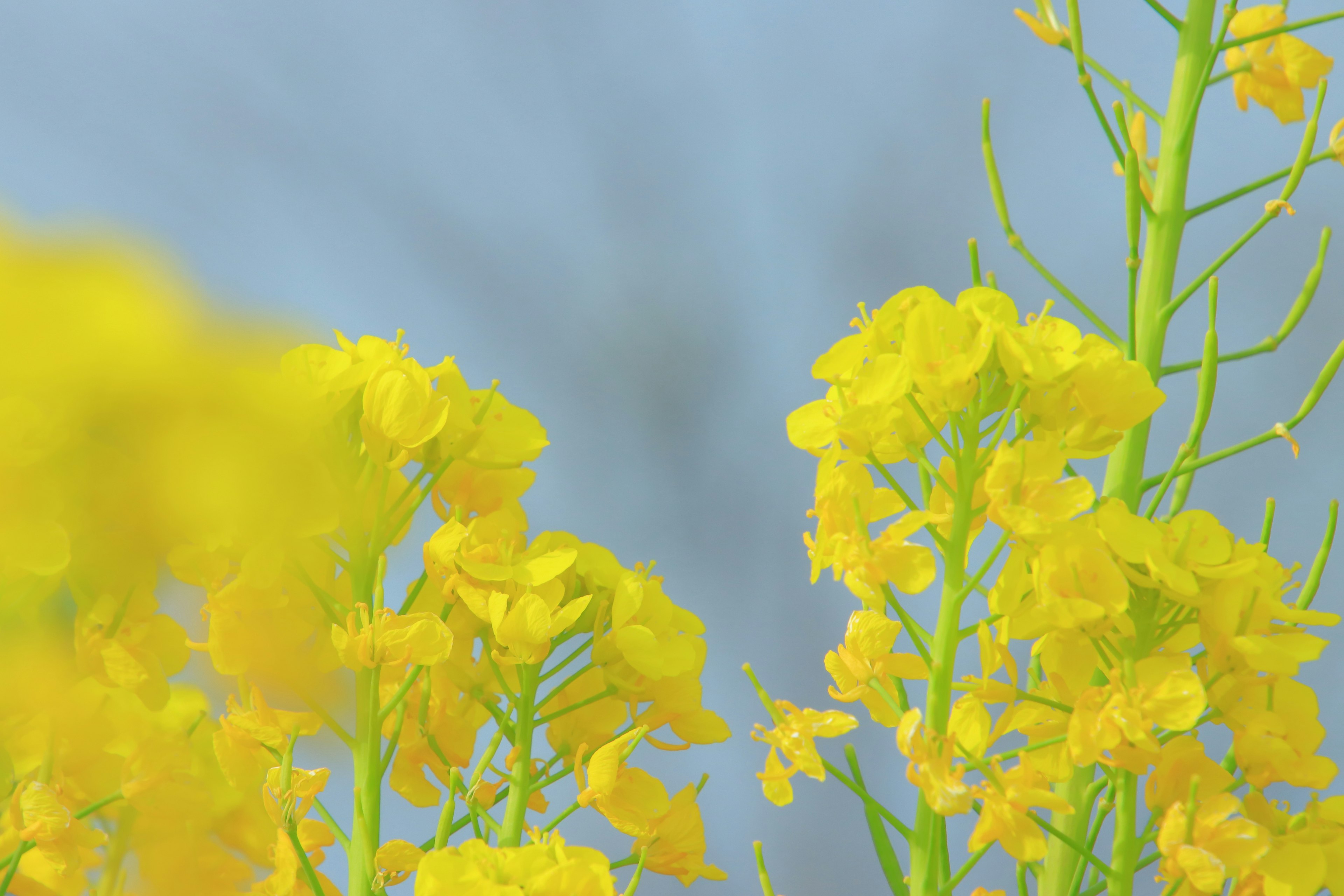 Close-up of bright yellow flowers against a soft blue background