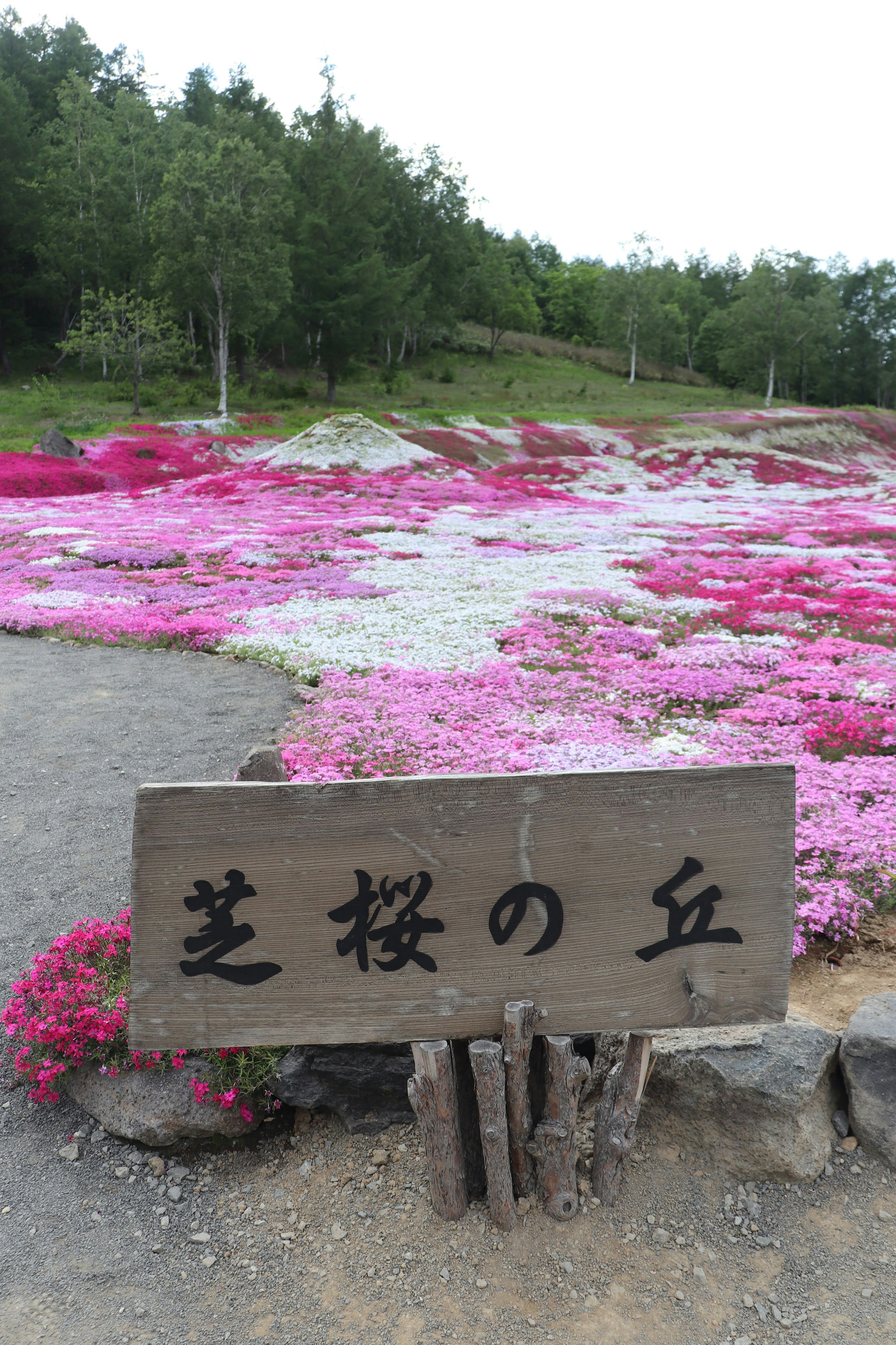 芝櫻山的標誌和鮮豔的粉紅色苔蘚花