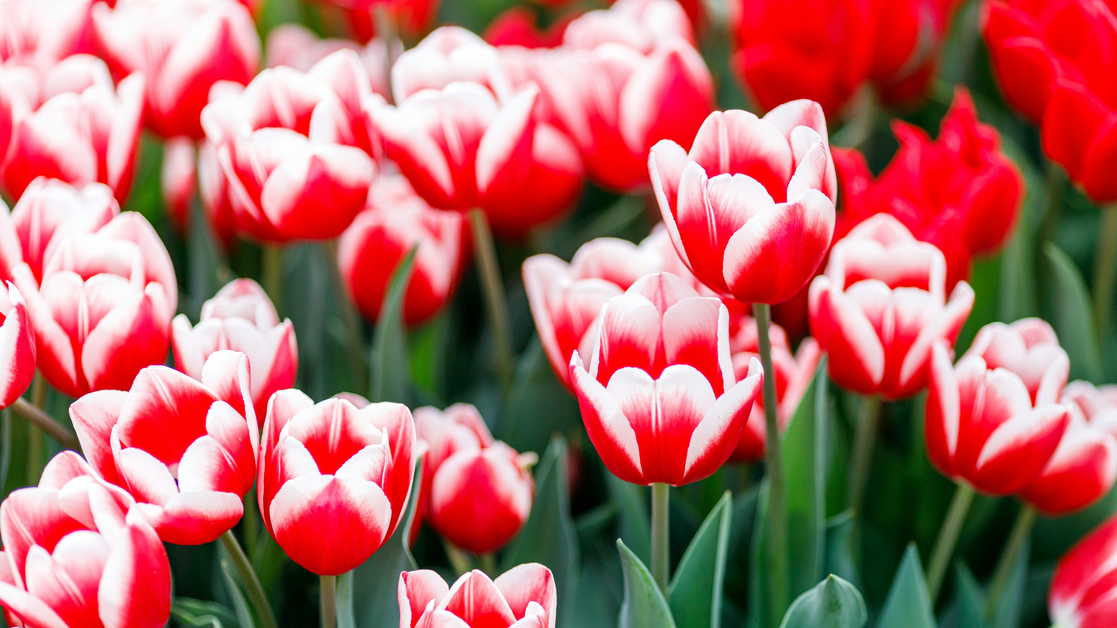 Escena vibrante de flores de tulipanes rojos y blancos en flor