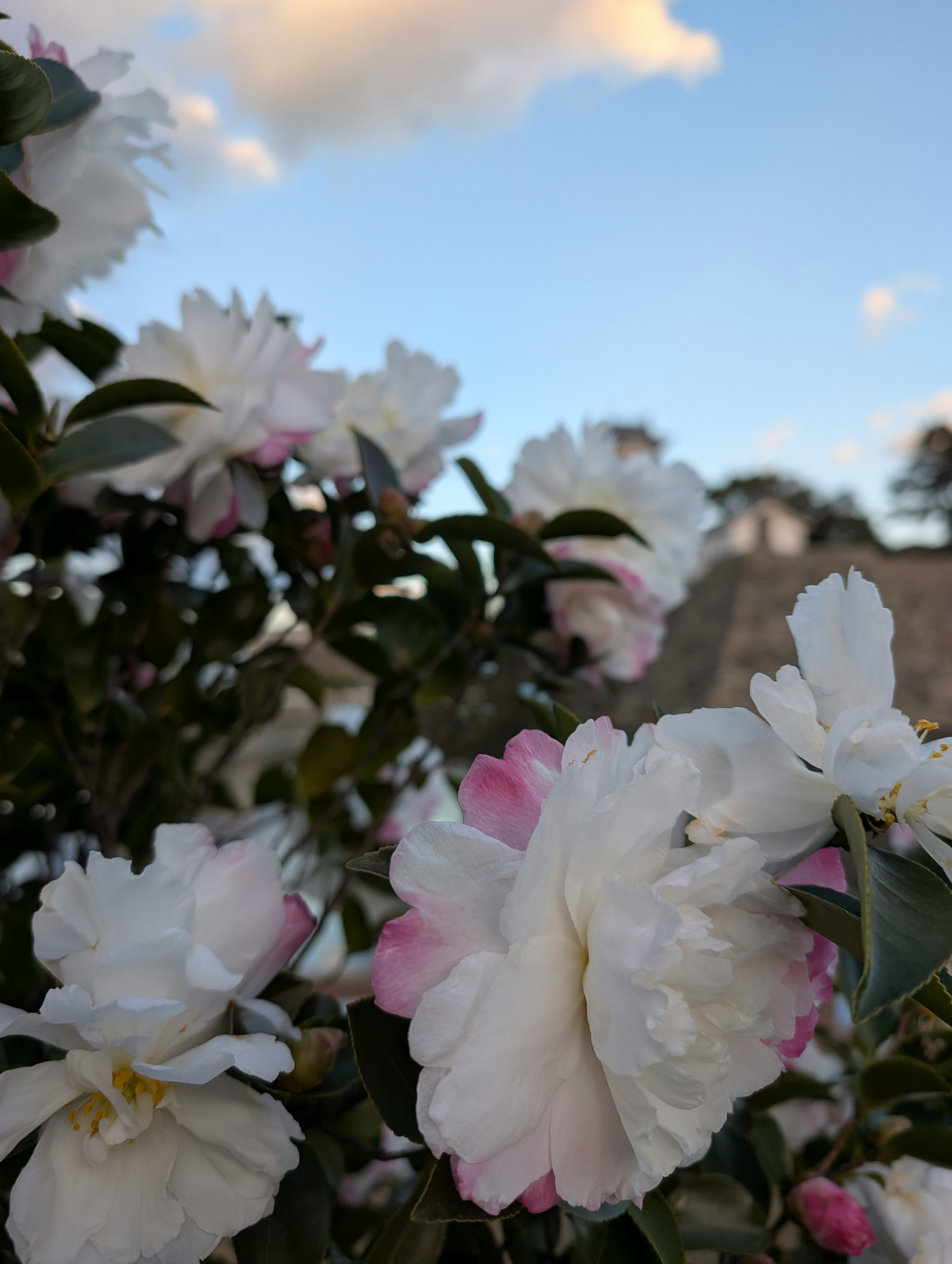 青空を背景にした白とピンクの花が咲いている