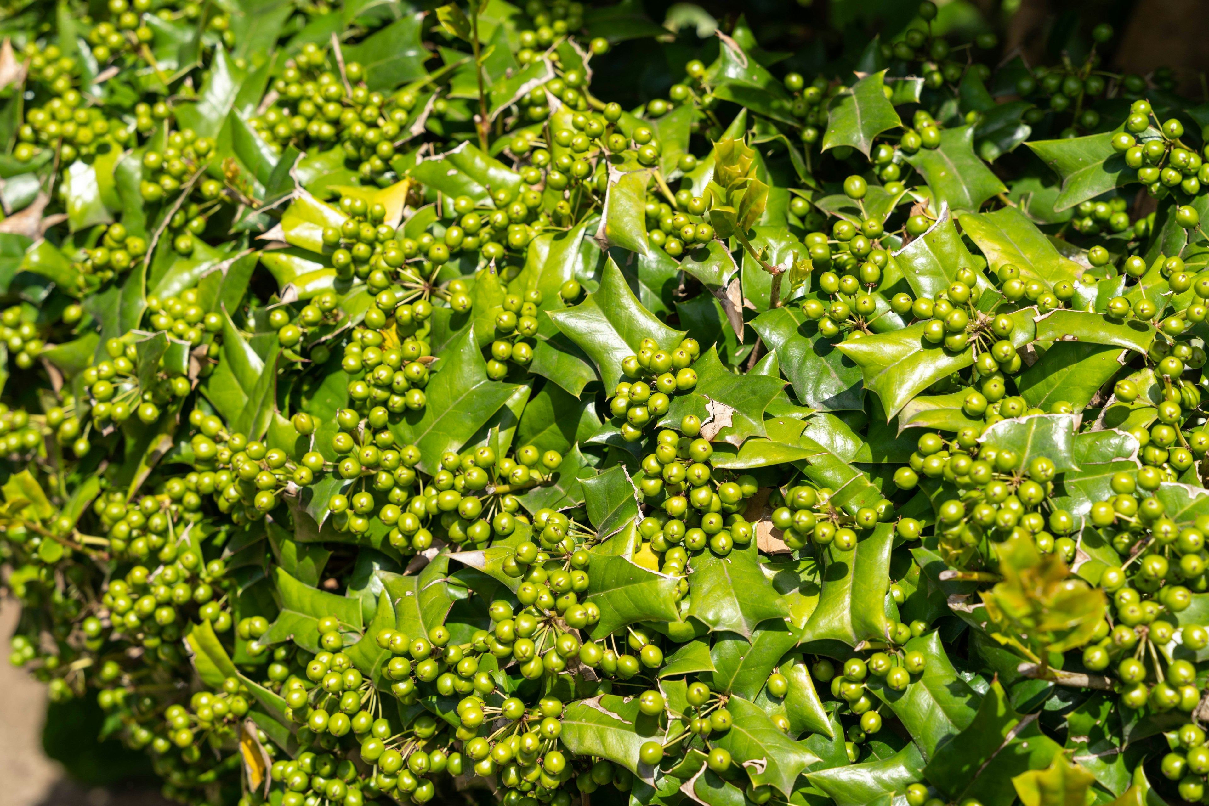 Pianta di agrifoglio con foglie verdi e bacche immature