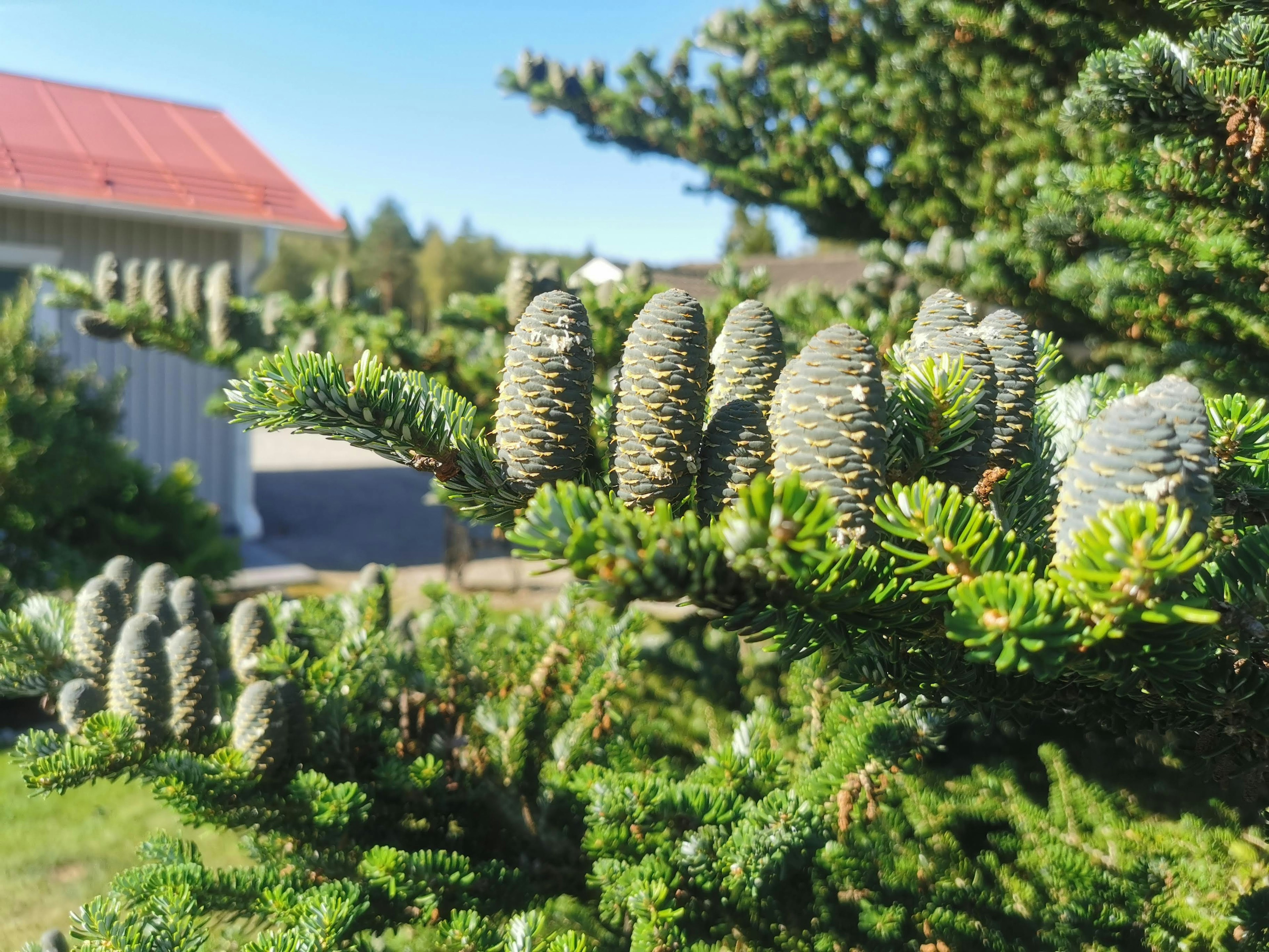 Kedekatan kerucut pinus di cabang konifer hijau