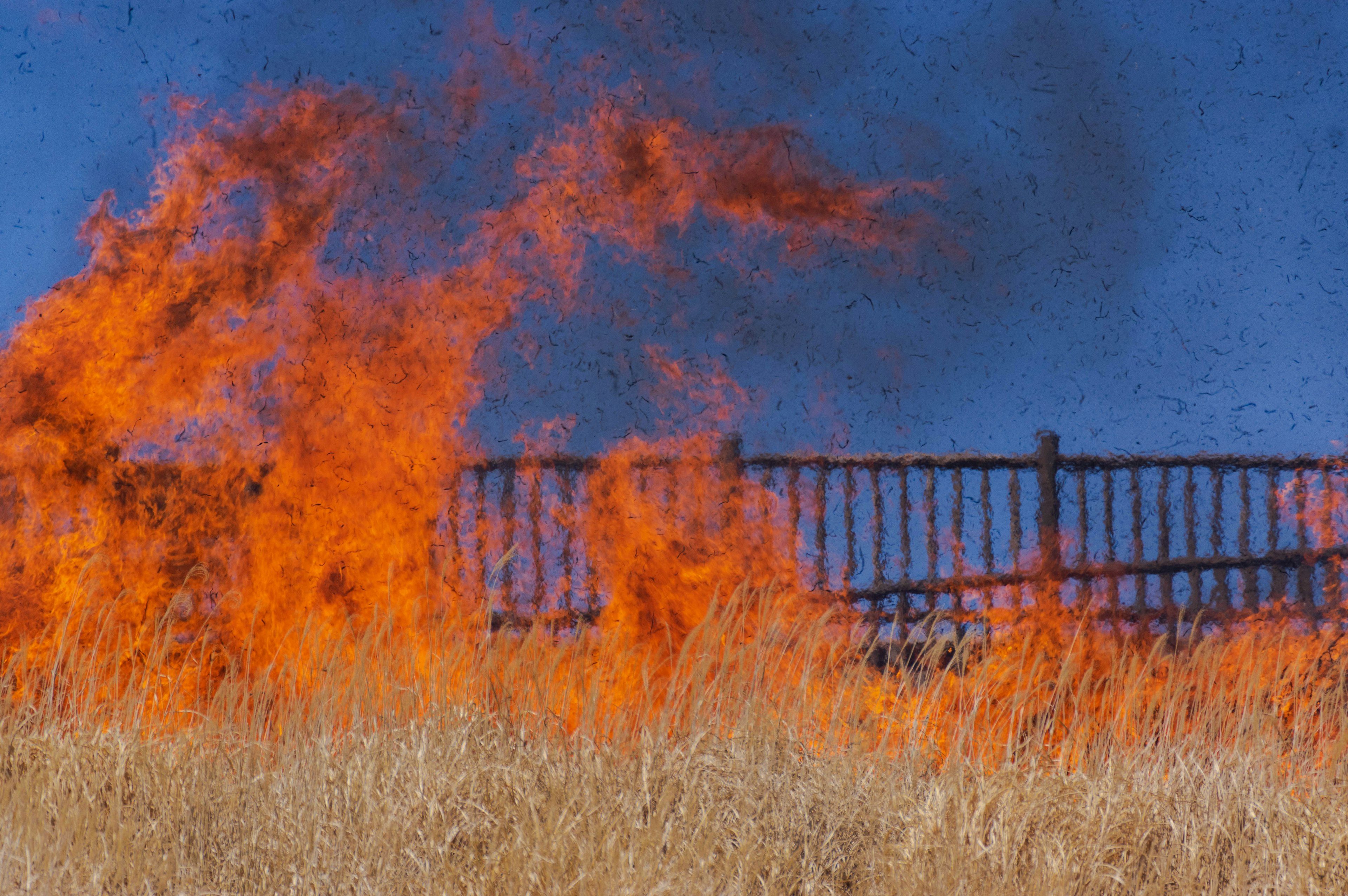 Fiamme che avvolgono l'erba secca sotto un cielo blu chiaro