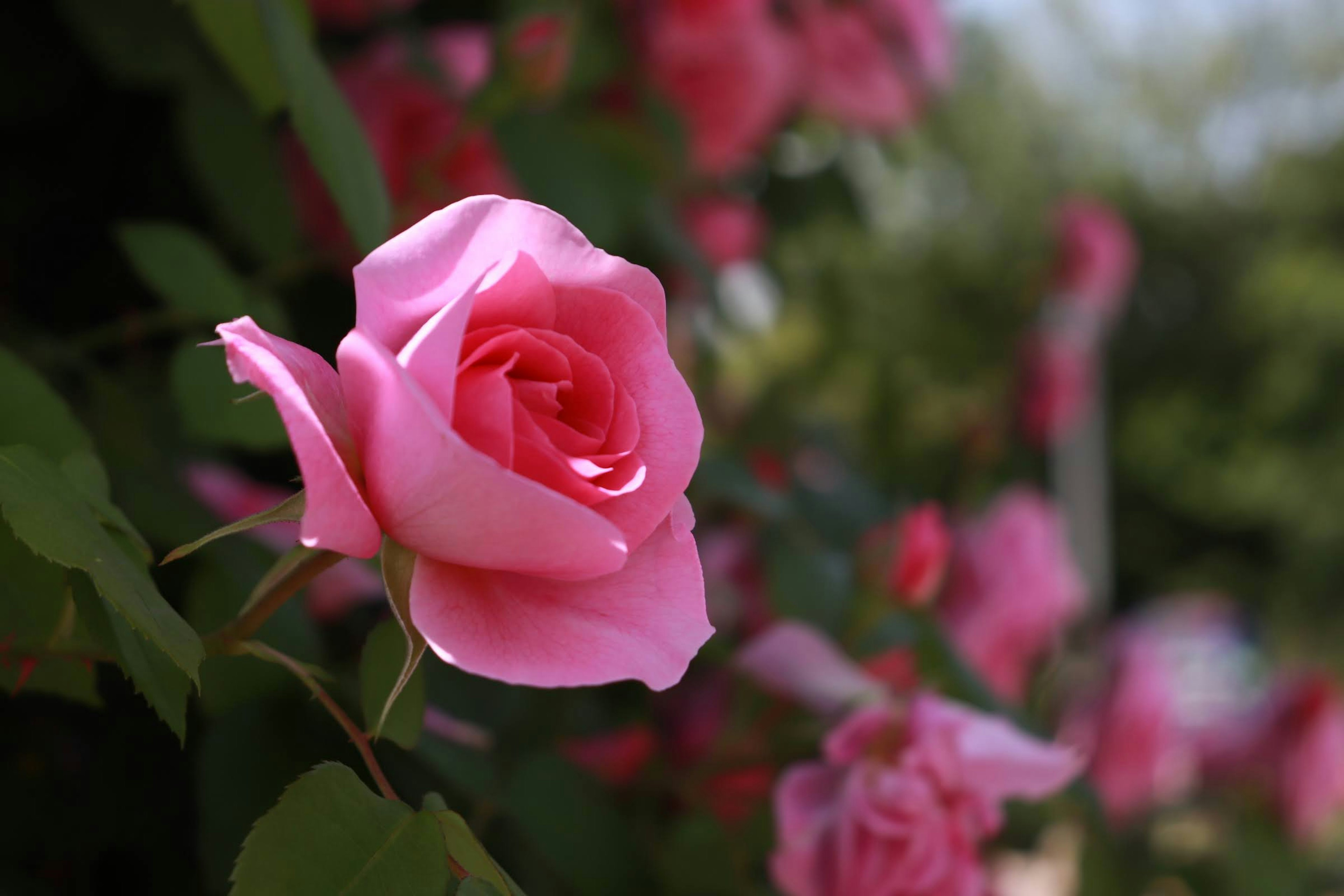 美しいピンクのバラの花が緑の葉に囲まれている