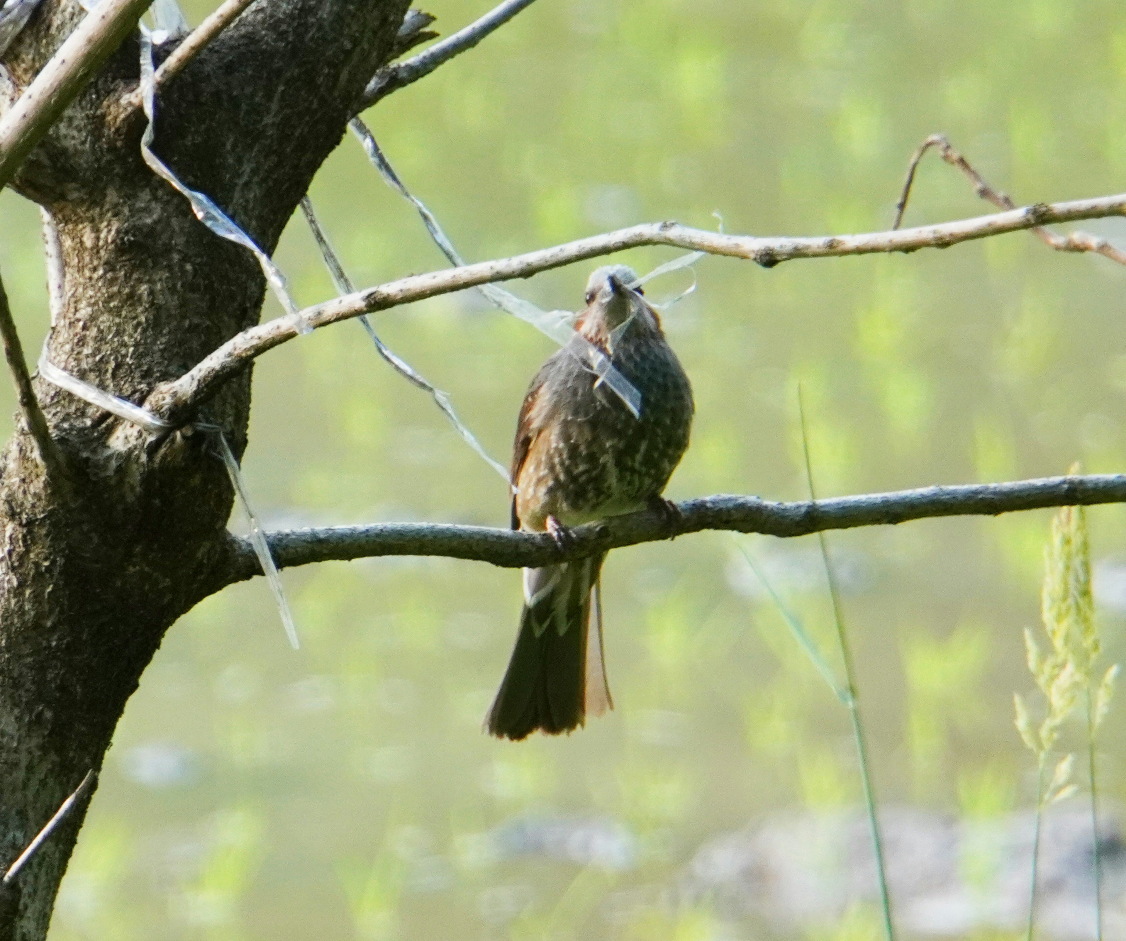 Un uccello appollaiato su un piccolo ramo con uno sfondo sfocato di acqua verde