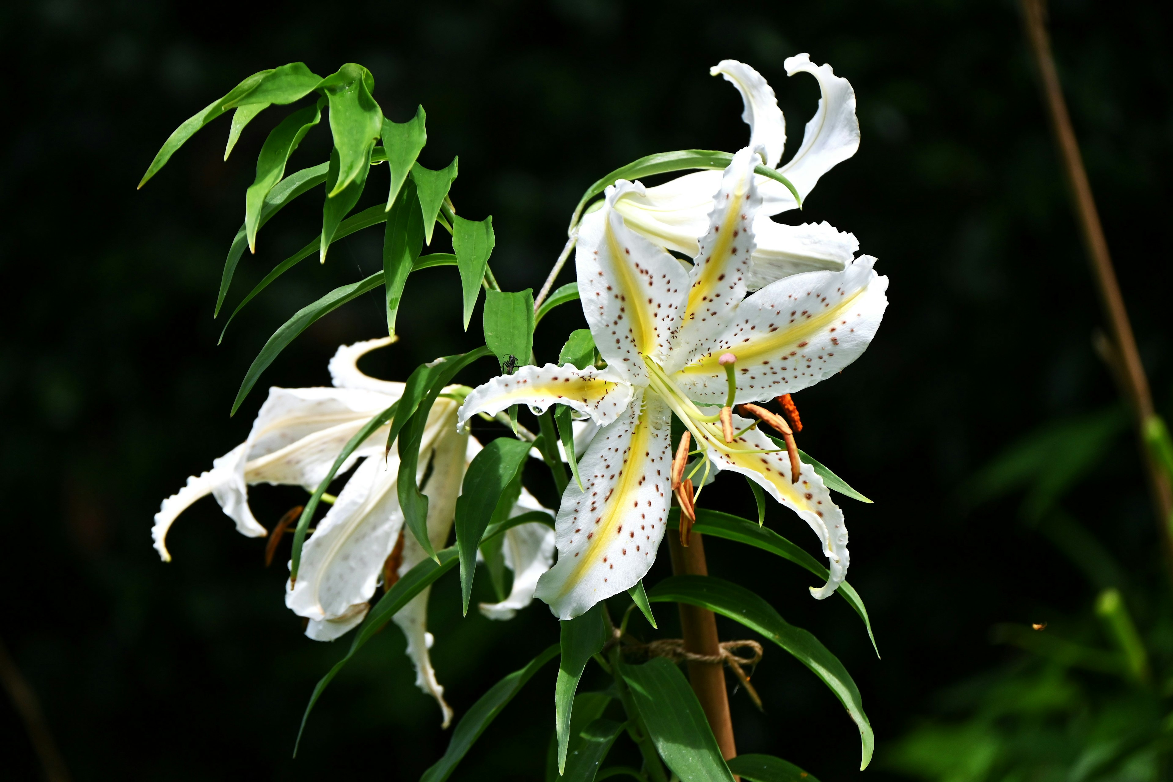 白いユリの花が緑の葉に囲まれて咲いている