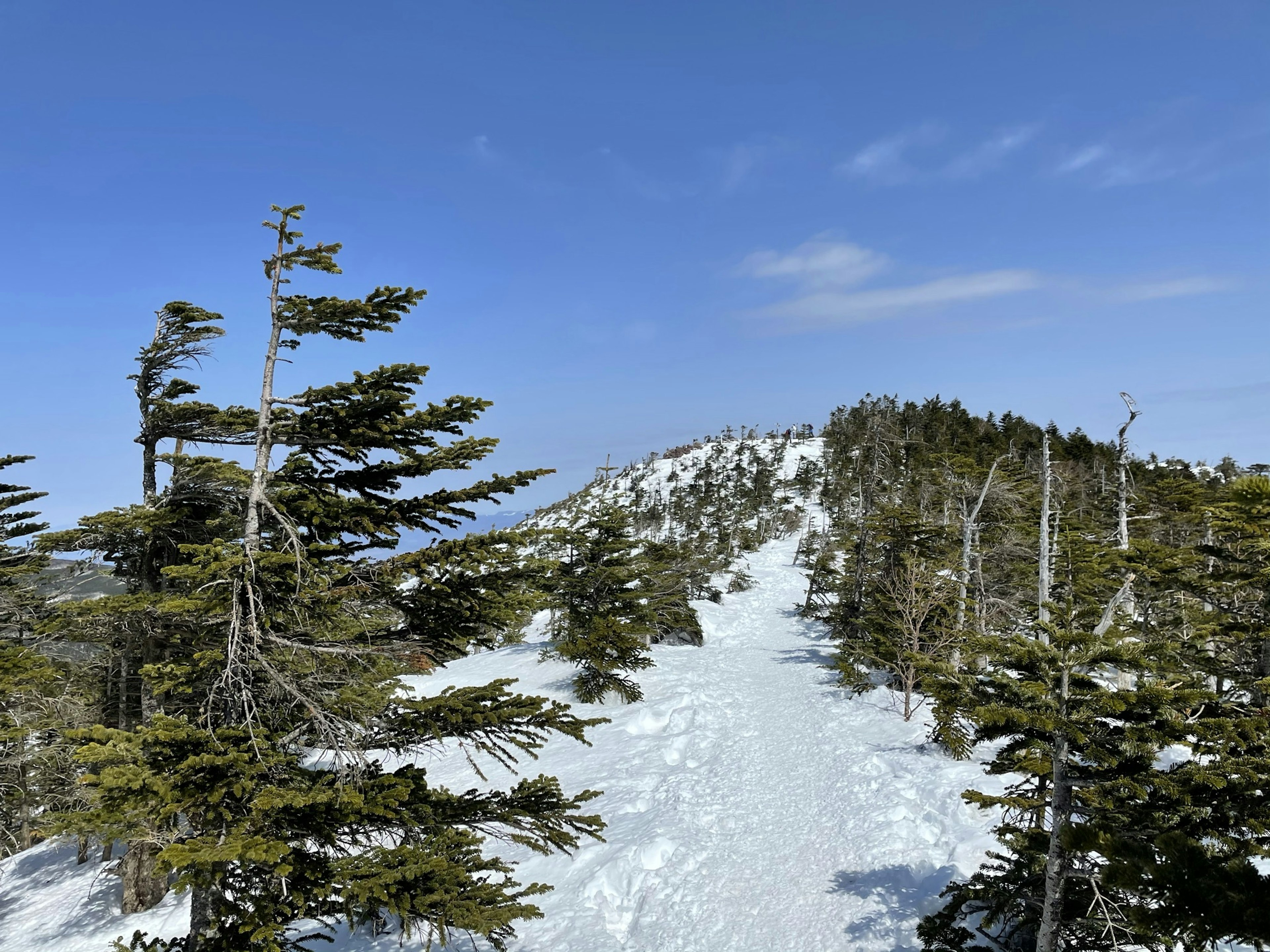 Sentiero di montagna innevato con alberi sotto un cielo blu