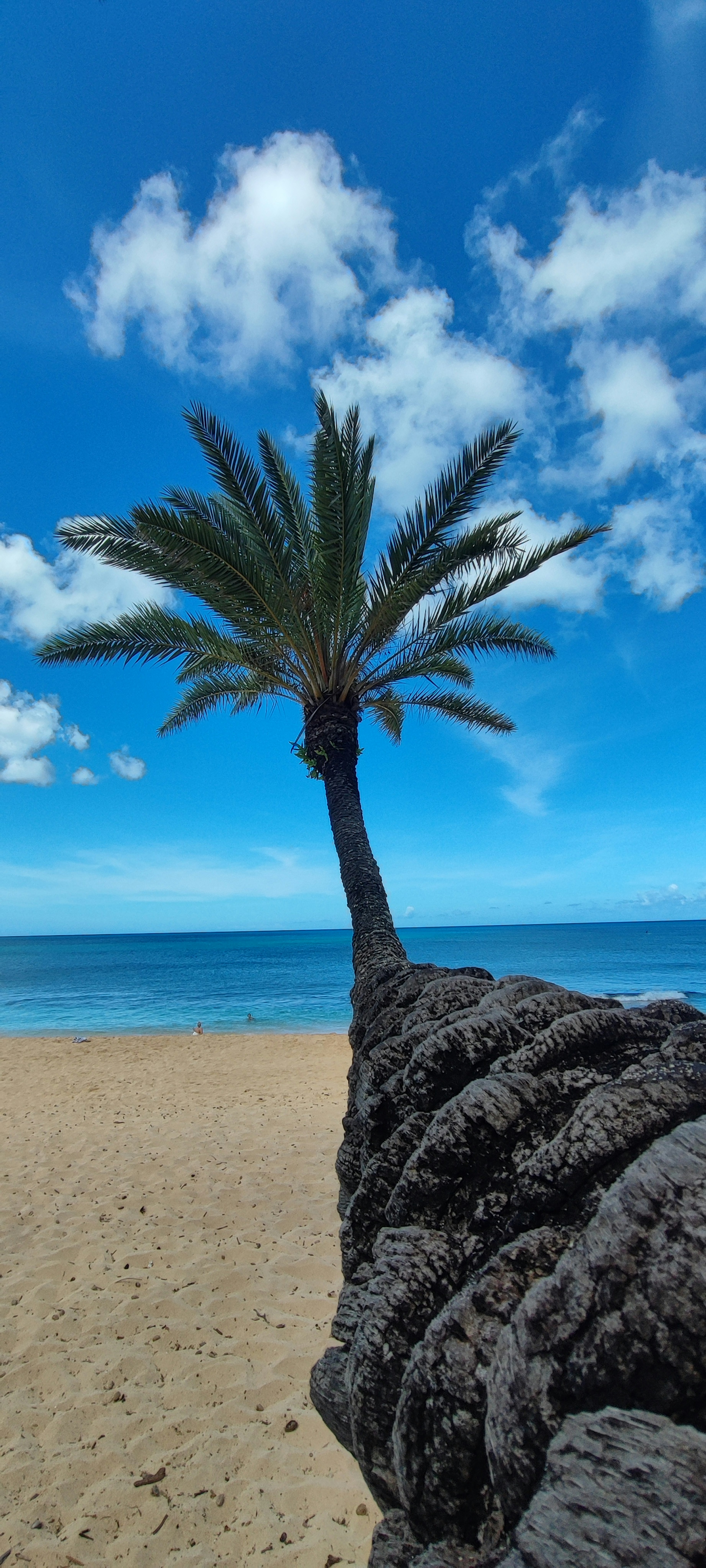 Palmera inclinada sobre una playa de arena con océano y cielo azul