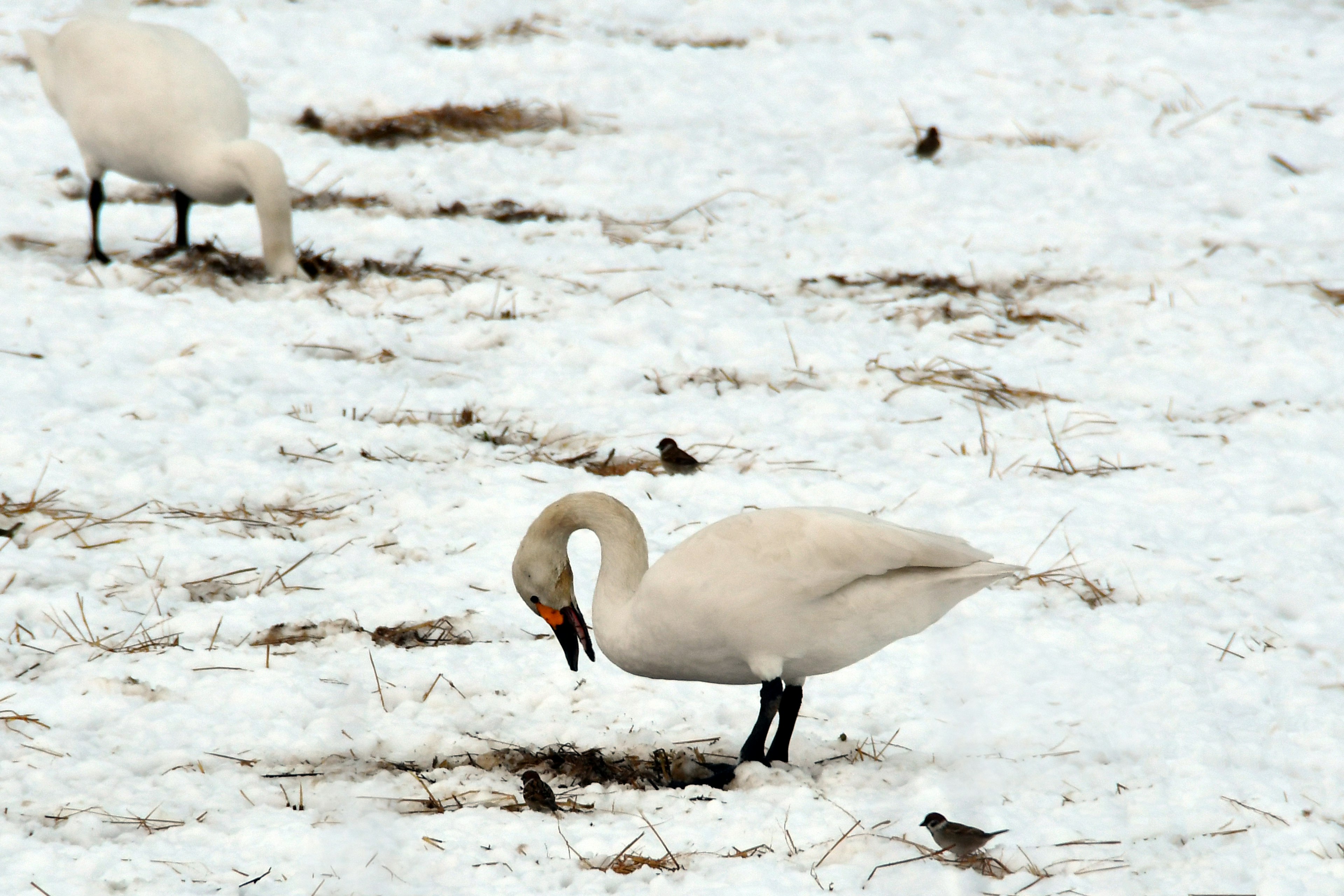 Cigni che cercano cibo nella neve