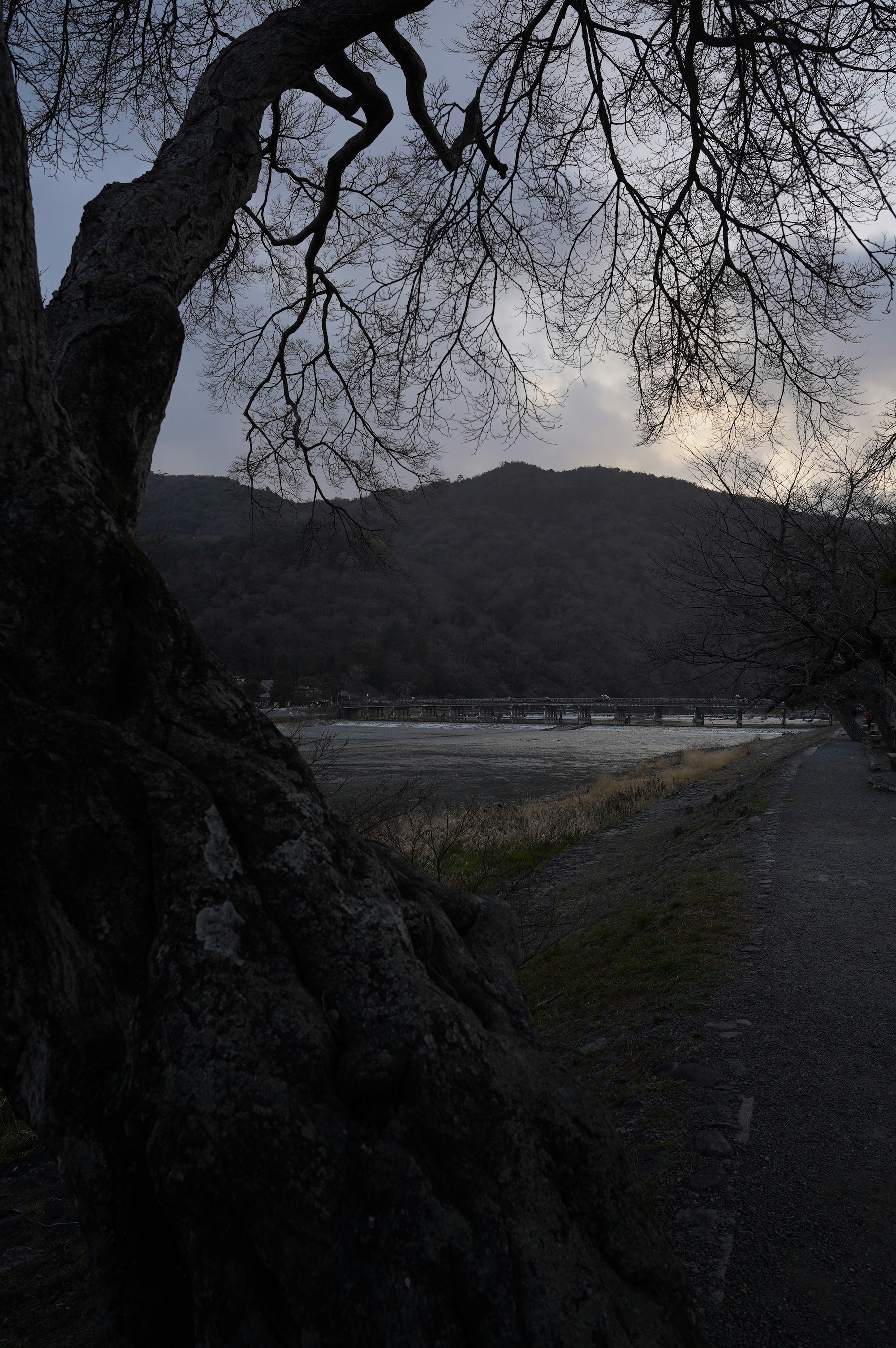 Silhouette di un grande albero contro un paesaggio scuro con montagne