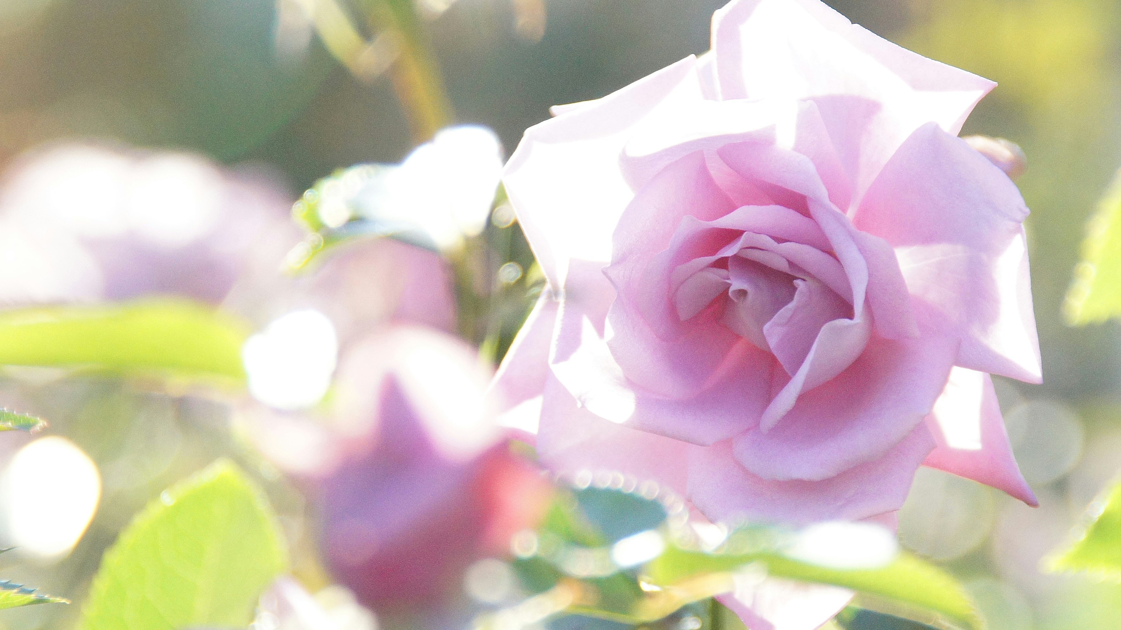 A soft pink rose flower is highlighted against a blurred green background