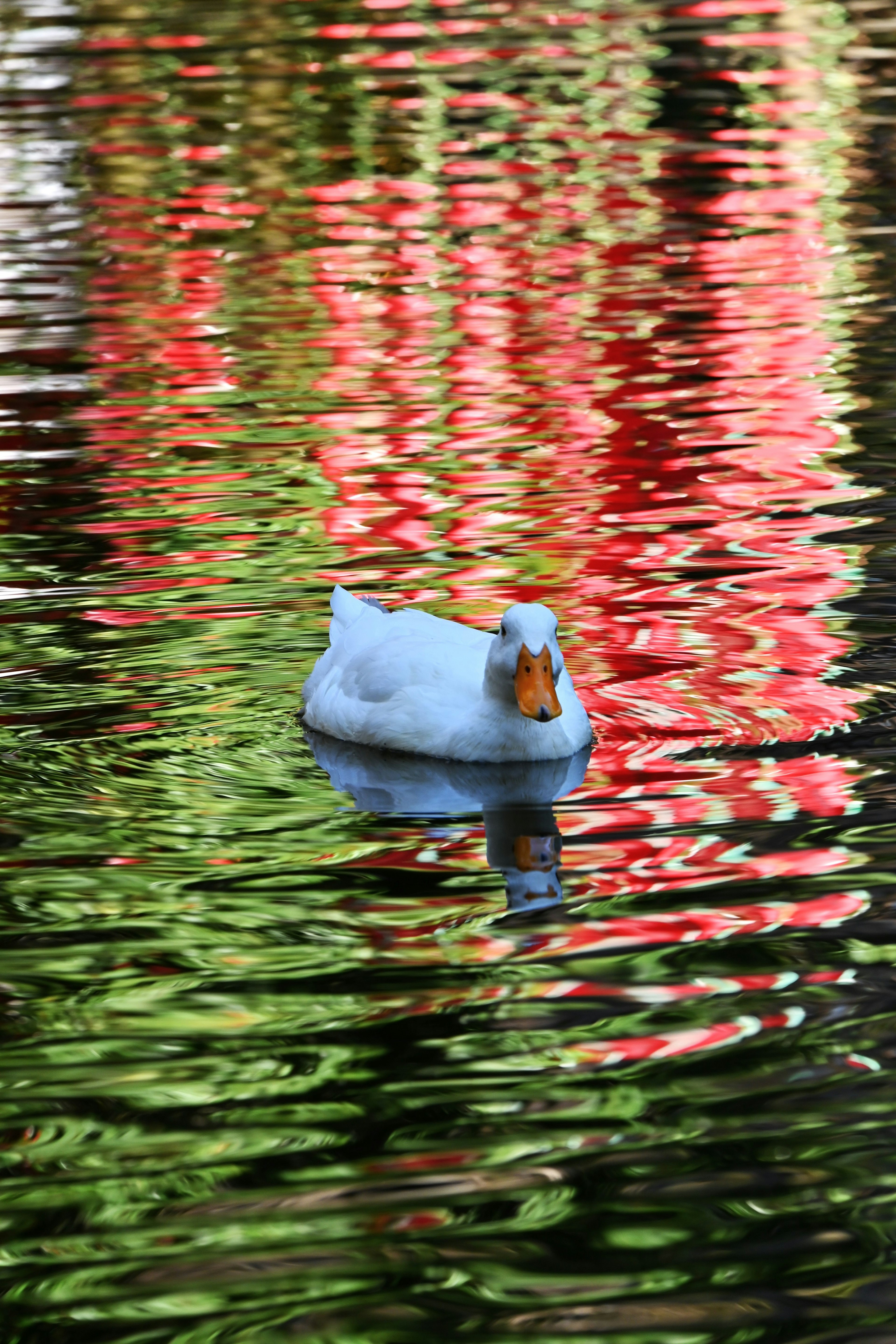 Eine weiße Ente, die auf Wasser schwimmt mit lebhaften Reflexionen