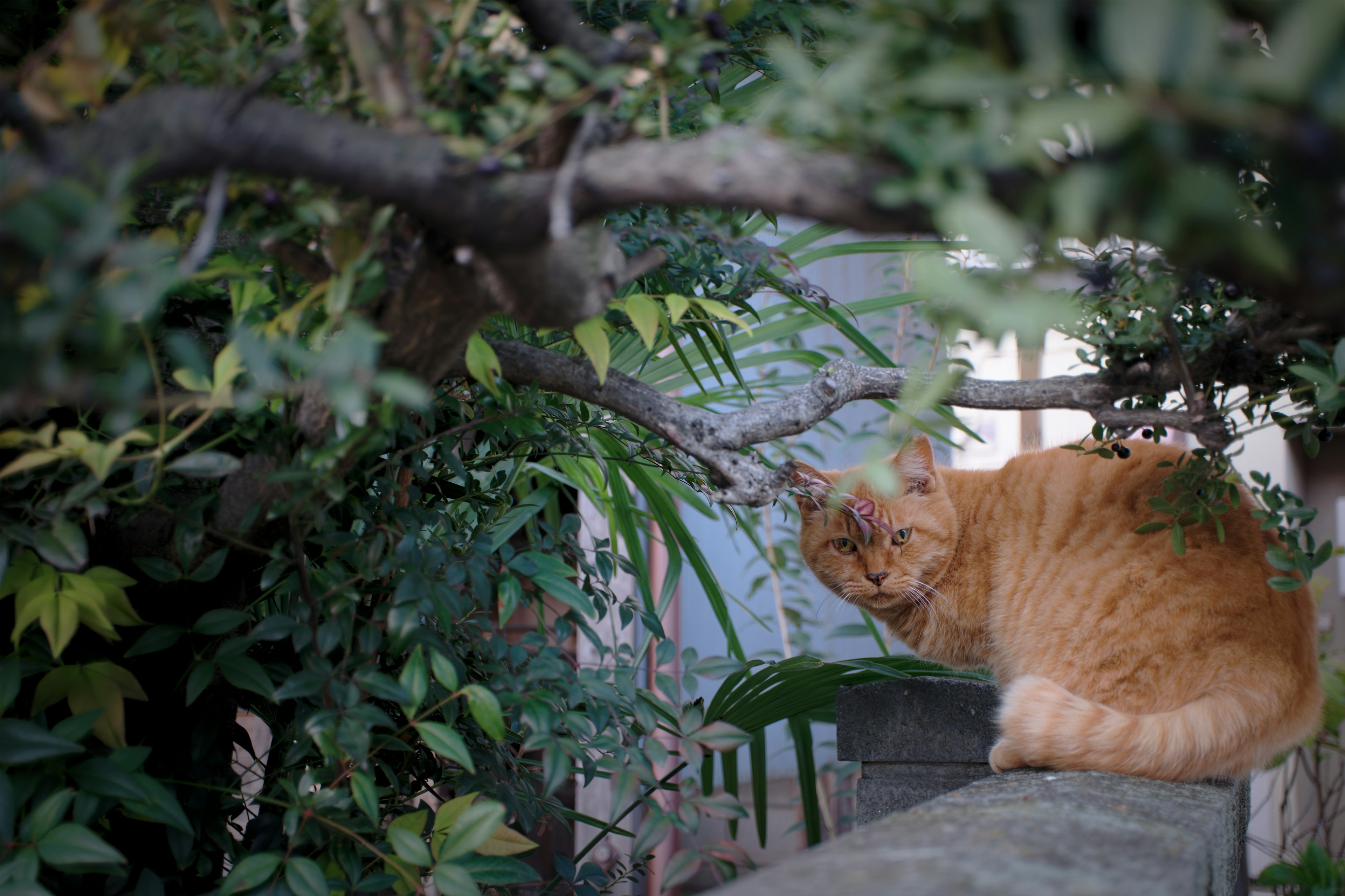 オレンジ色の猫が緑の葉に囲まれている風景