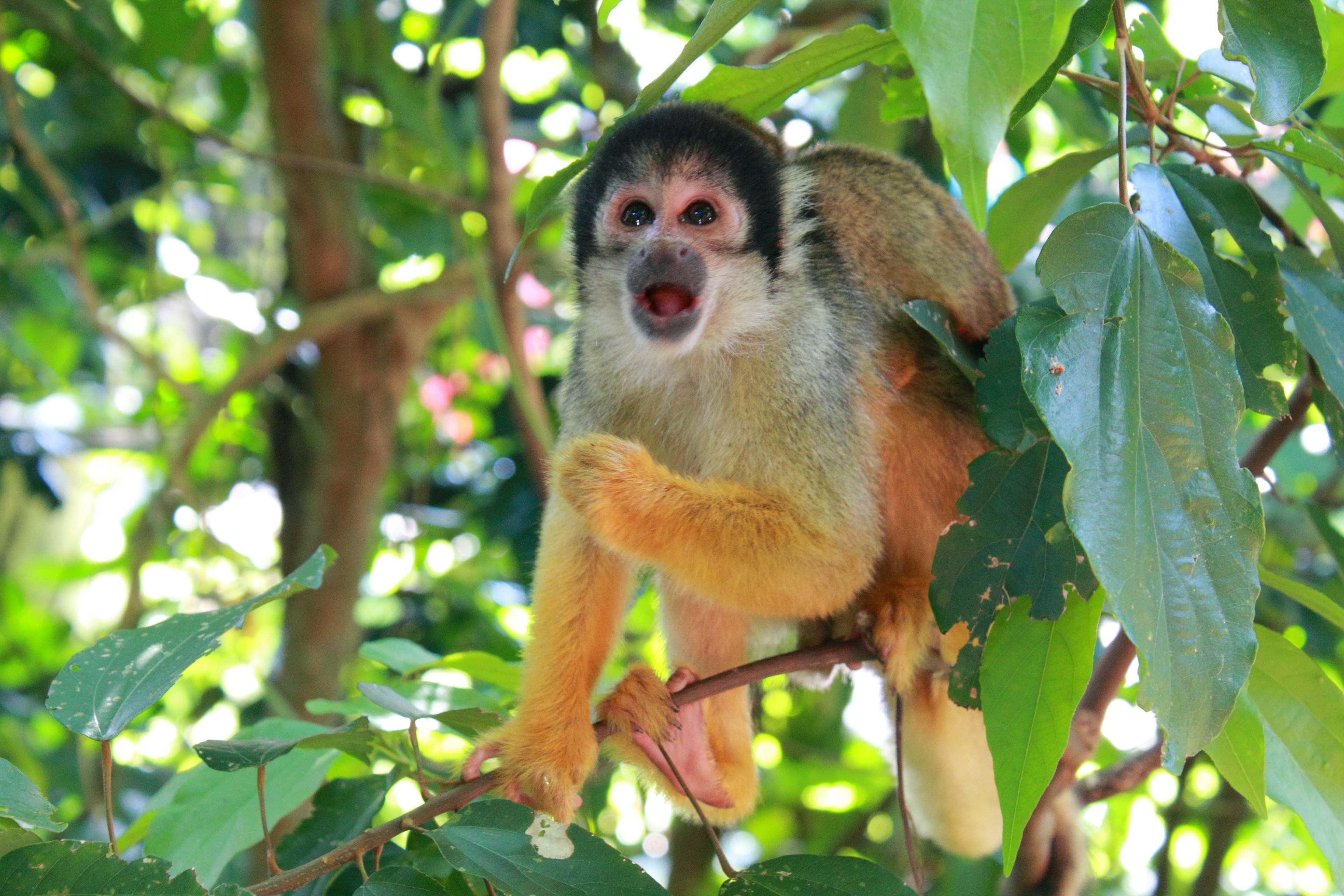 Squirrel monkey on a branch surrounded by lush green leaves