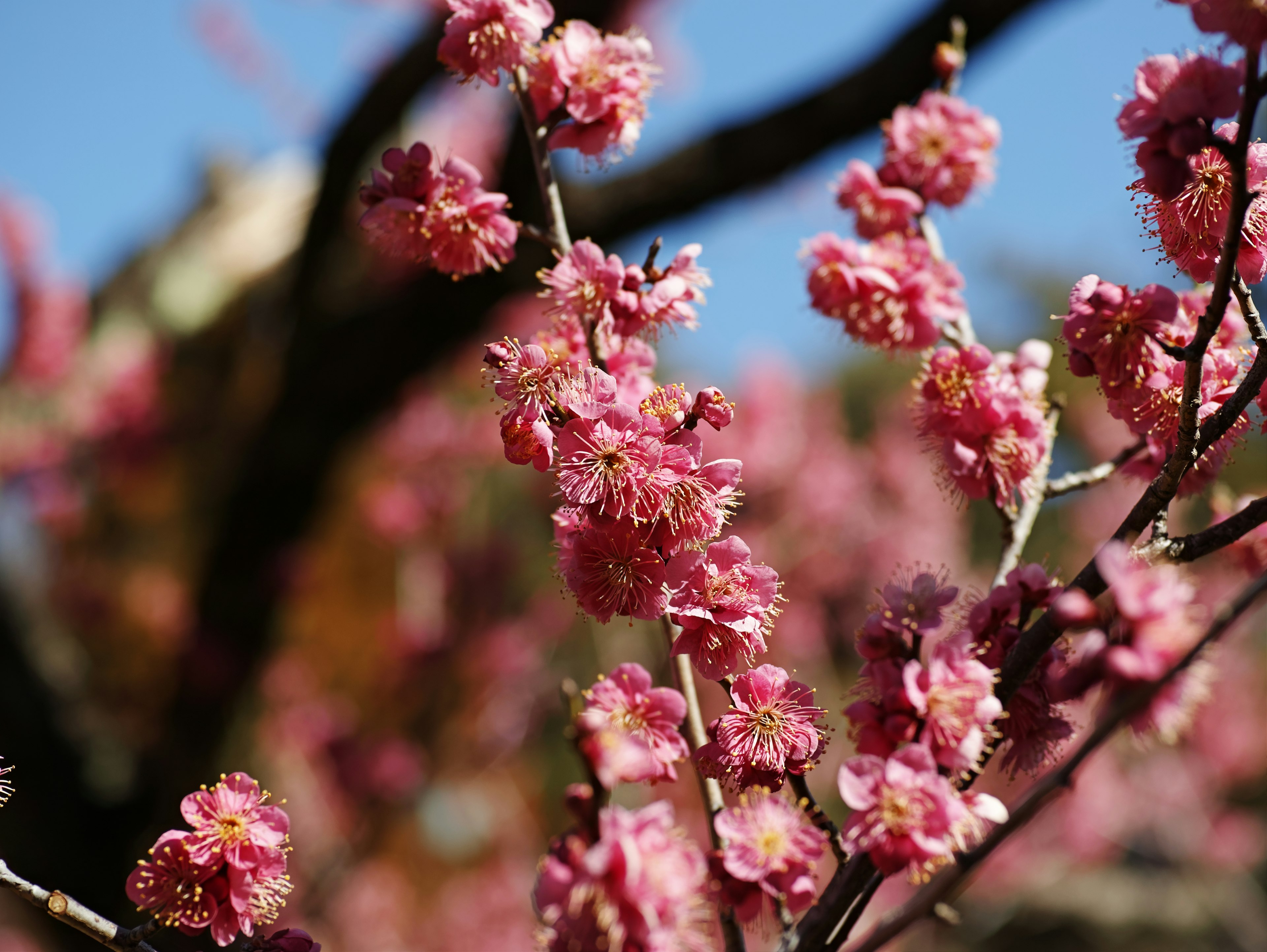 Primer plano de hermosas flores de cerezo en una rama