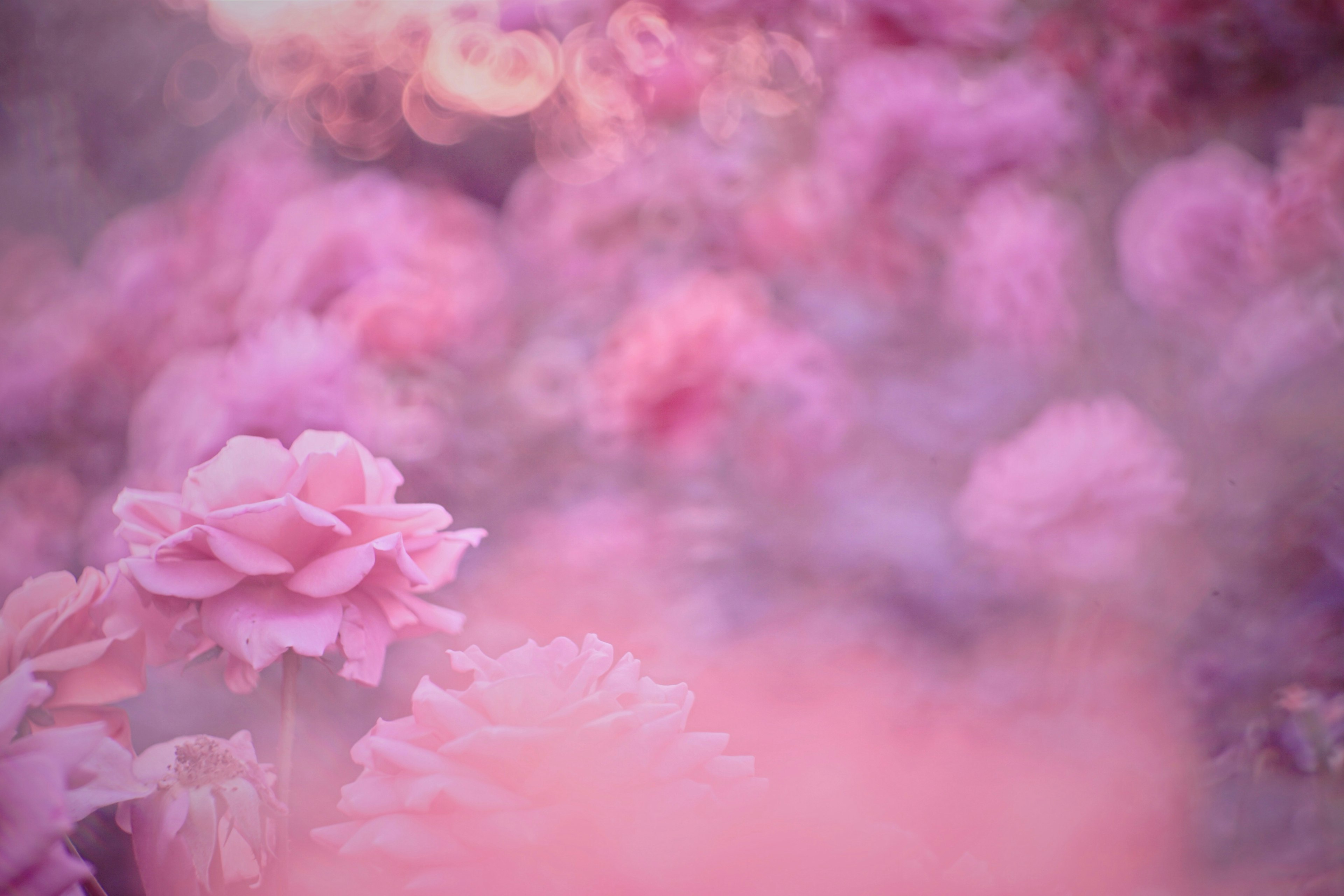 Fiori rosa morbidi in uno sfondo sfocato creano una scena bella