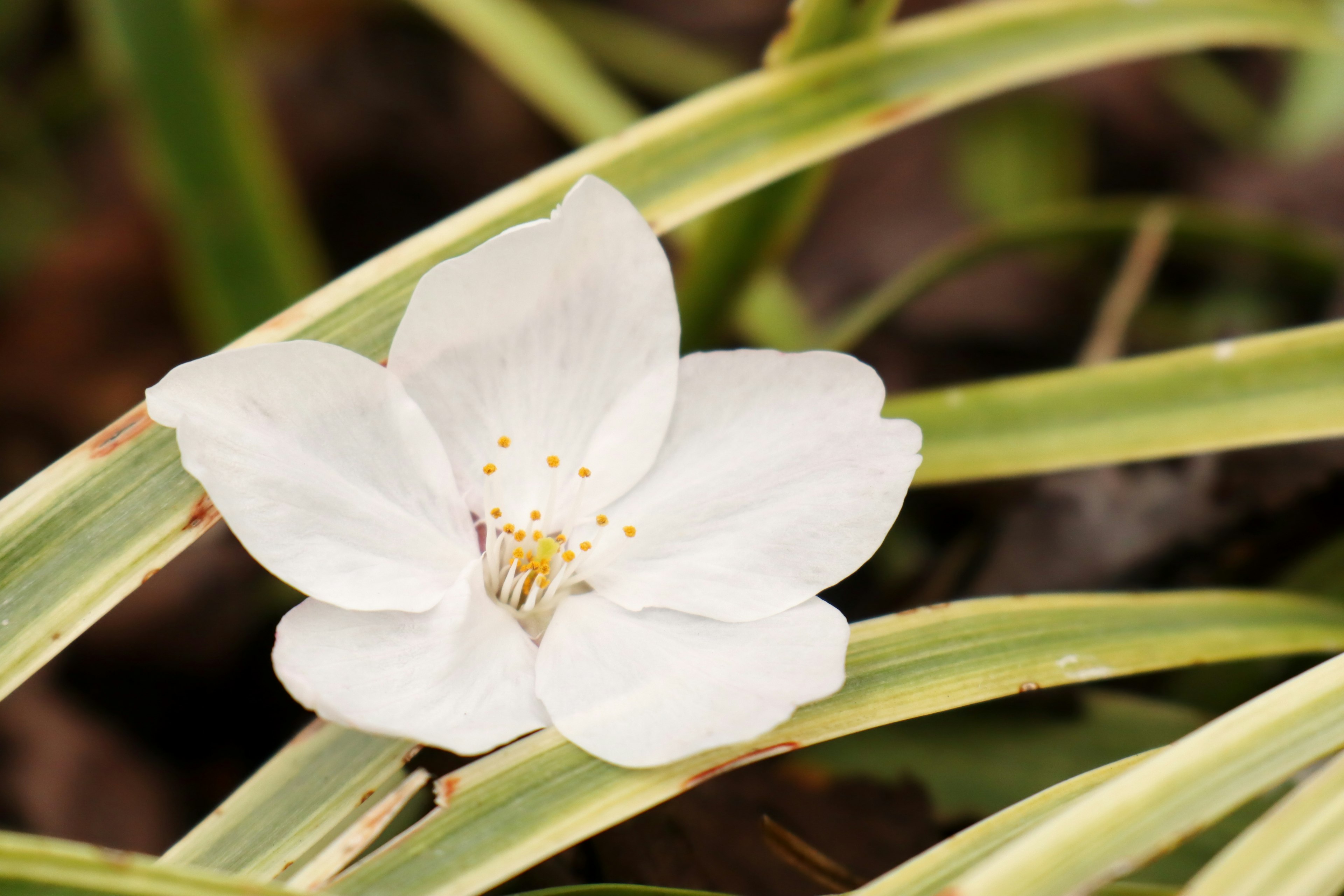 Una flor blanca floreciendo entre hojas verdes