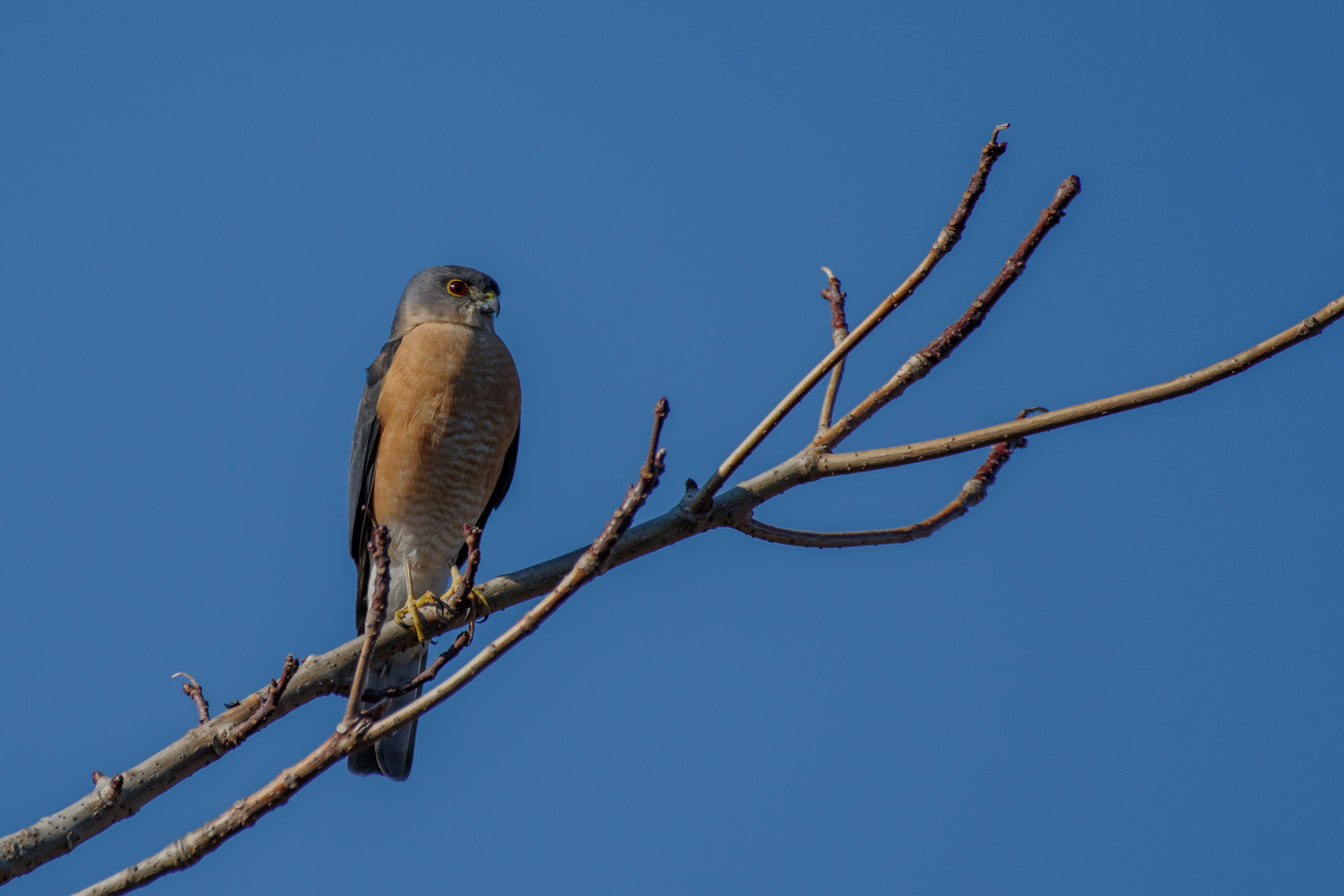 Männlicher Turmfalke sitzt auf einem Ast vor blauem Himmel