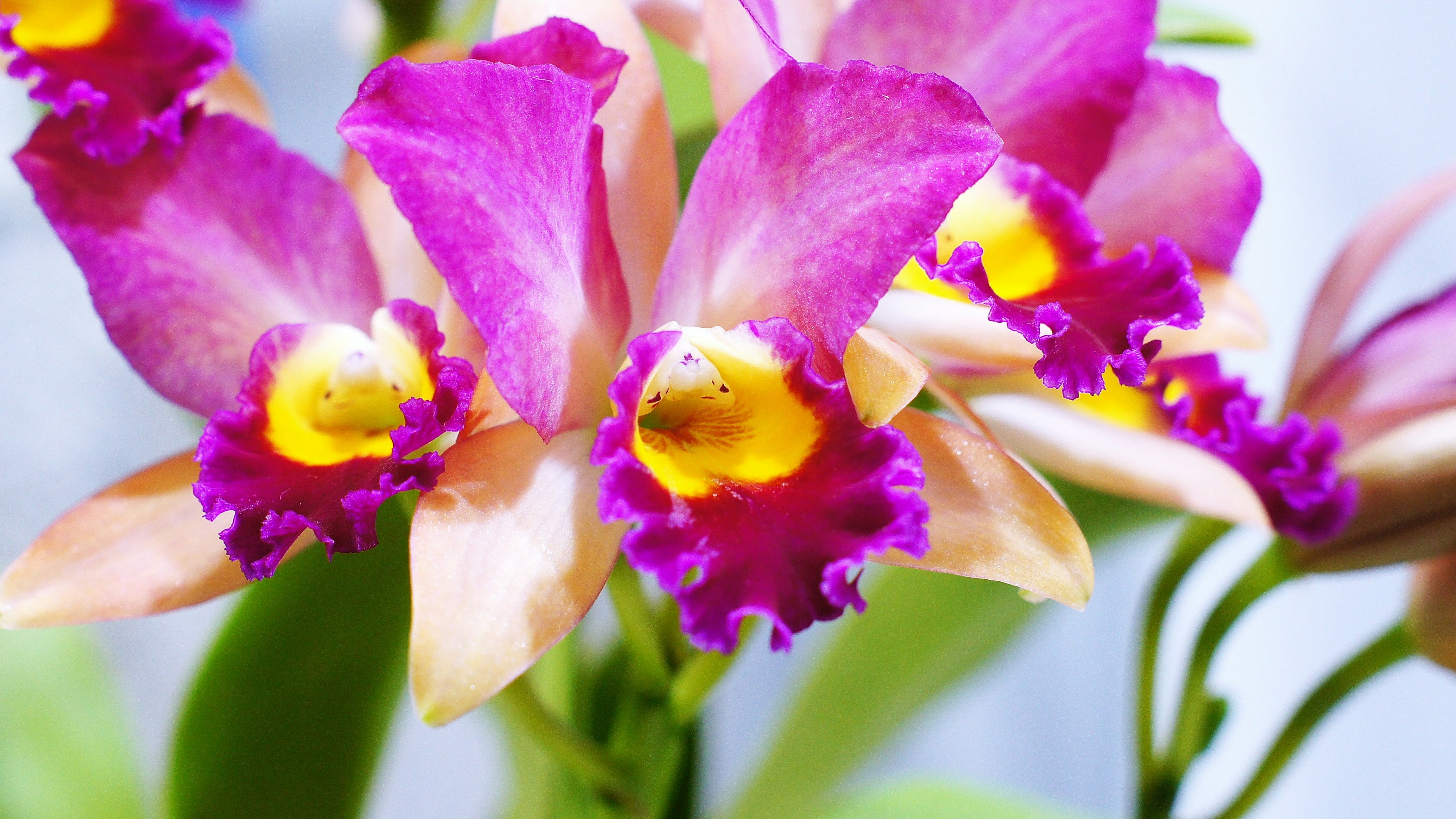 Close-up of vibrant purple orchid flowers with yellow centers