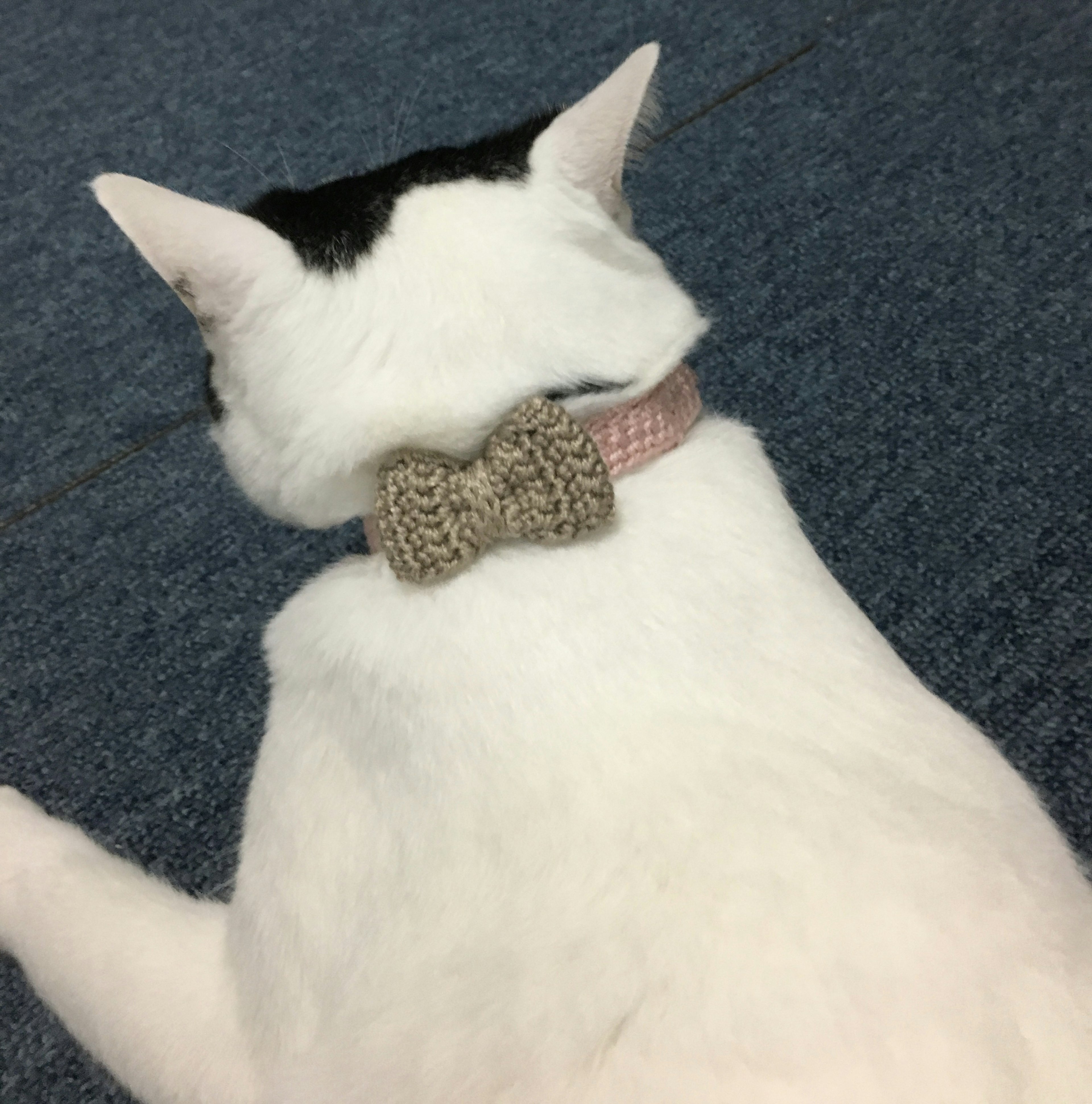 A white cat wearing a pink collar with a stylish bow on its back