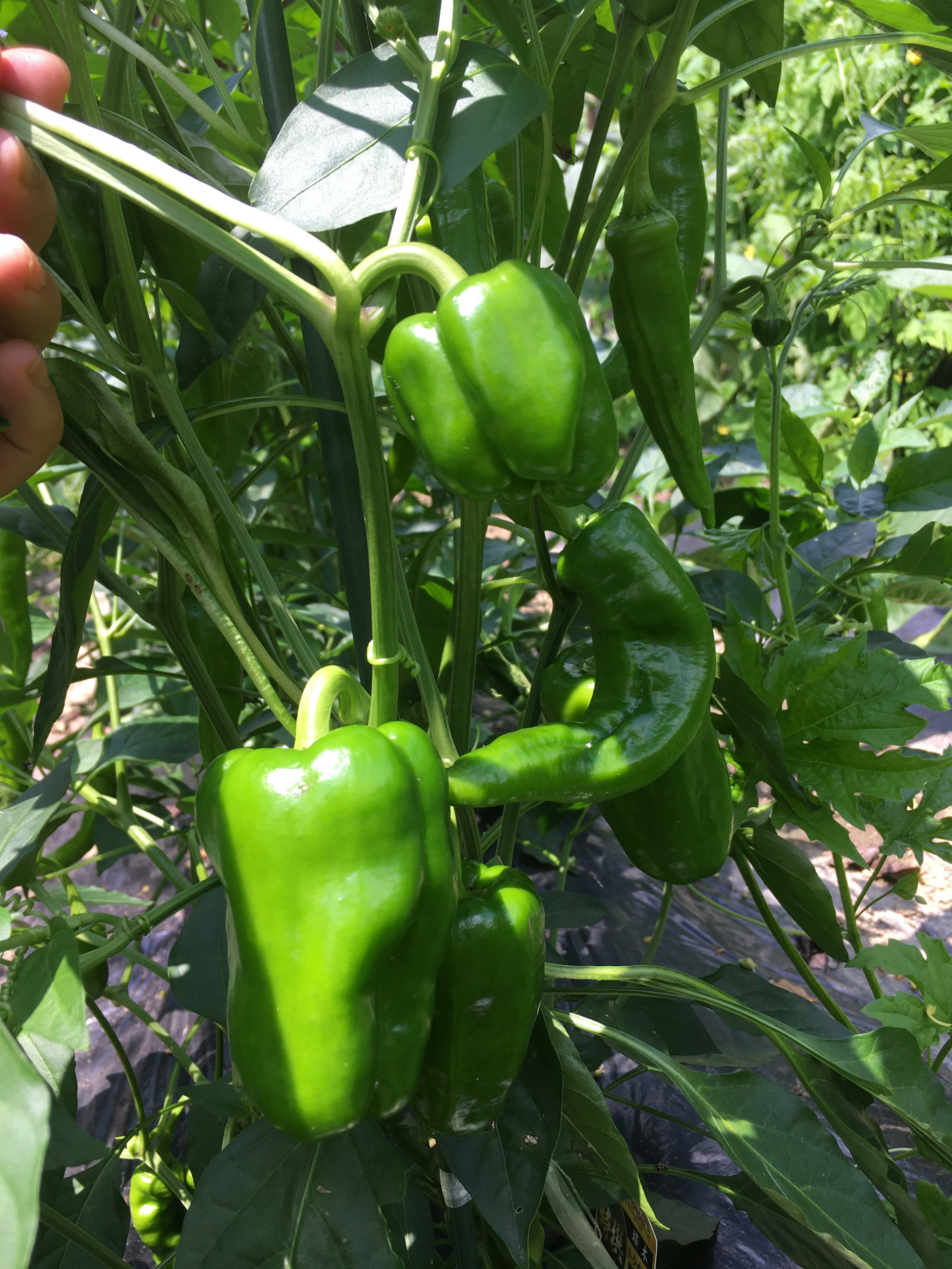 Peperoni verdi appesi a una pianta in crescita