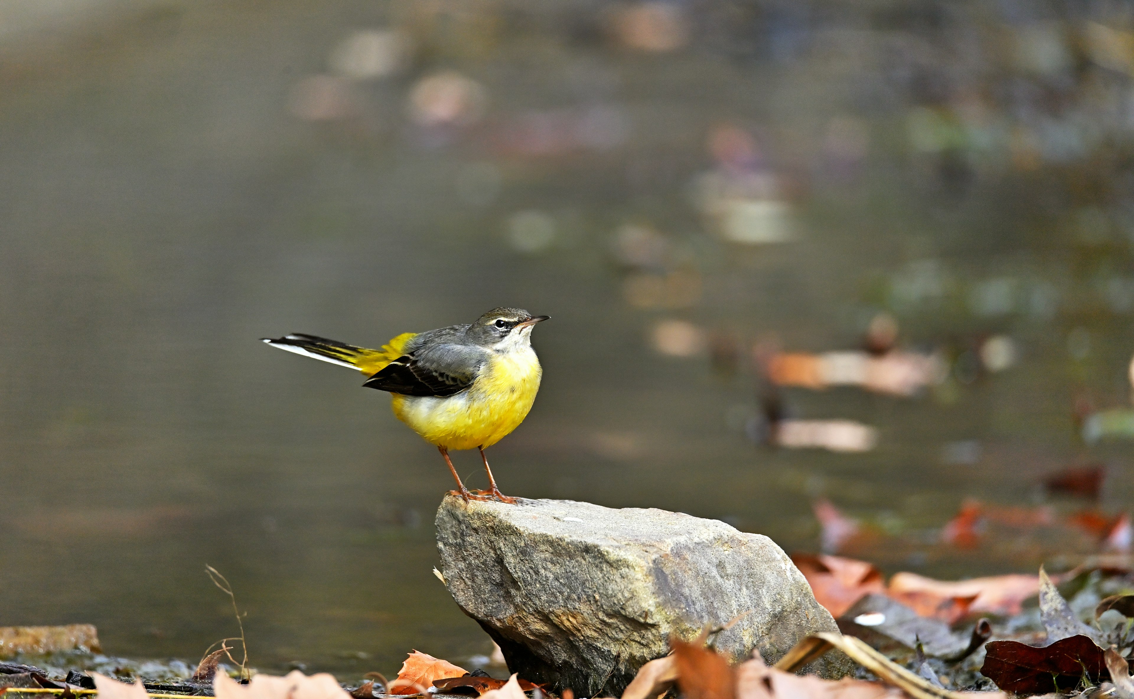 Pájaro amarillo de pie sobre una roca junto al agua