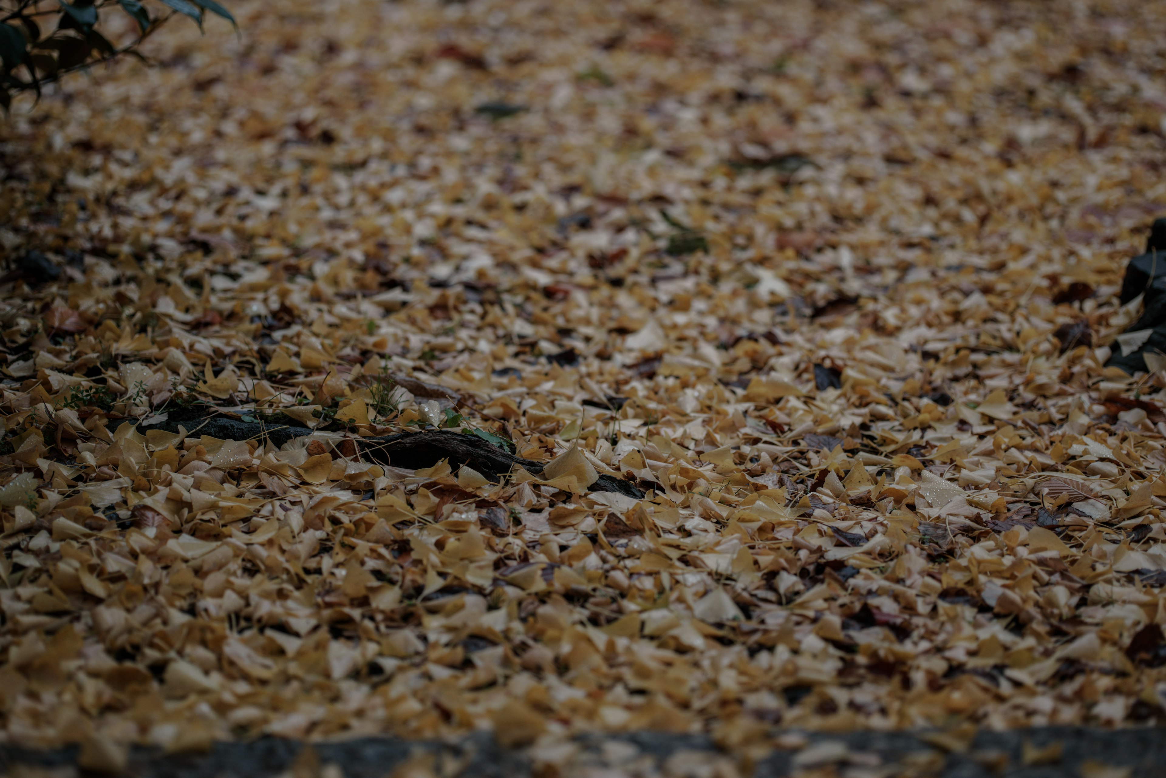 Ground covered with fallen leaves in various shades