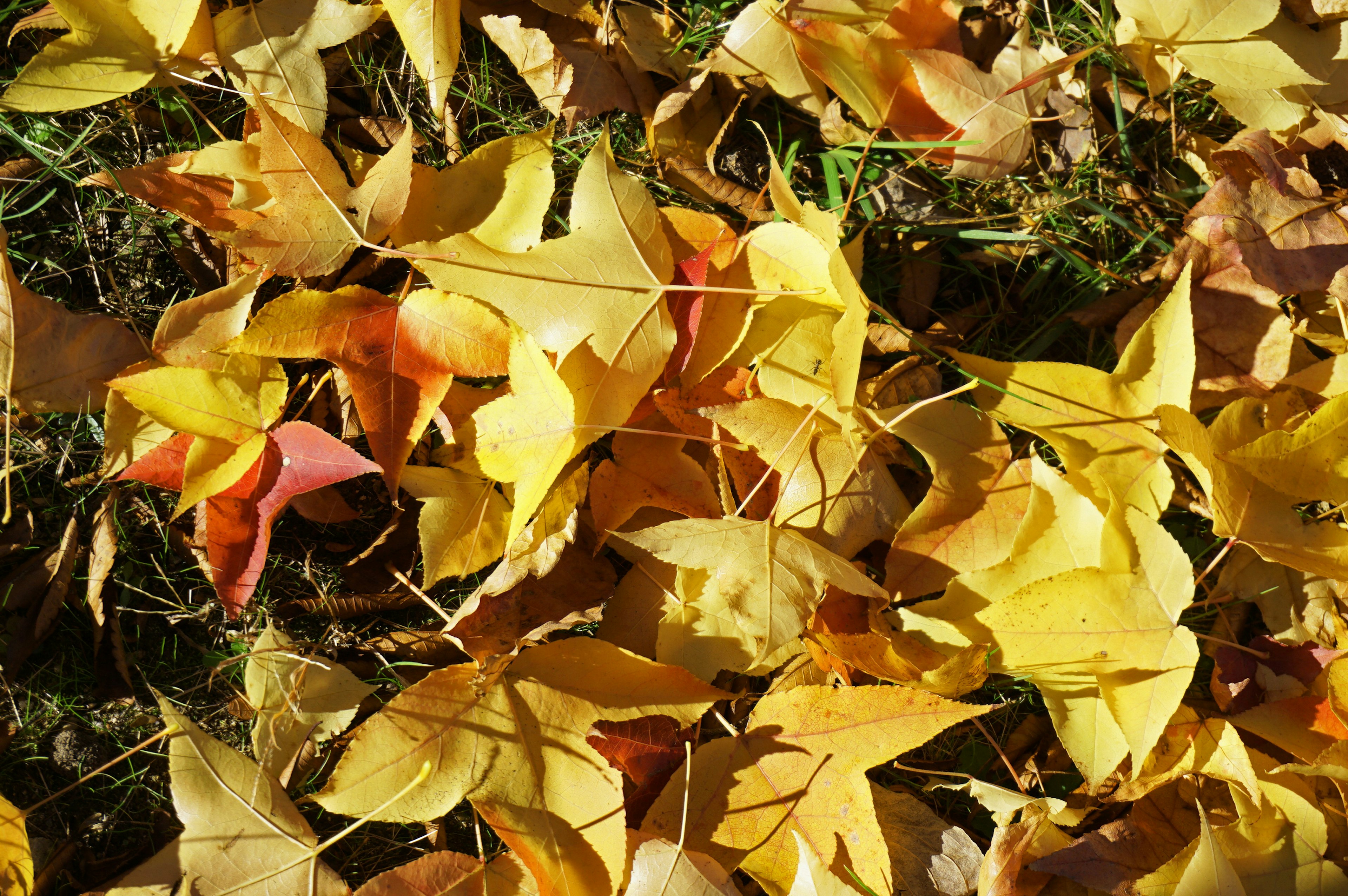 Vibrant yellow leaves scattered on the ground in an autumn landscape