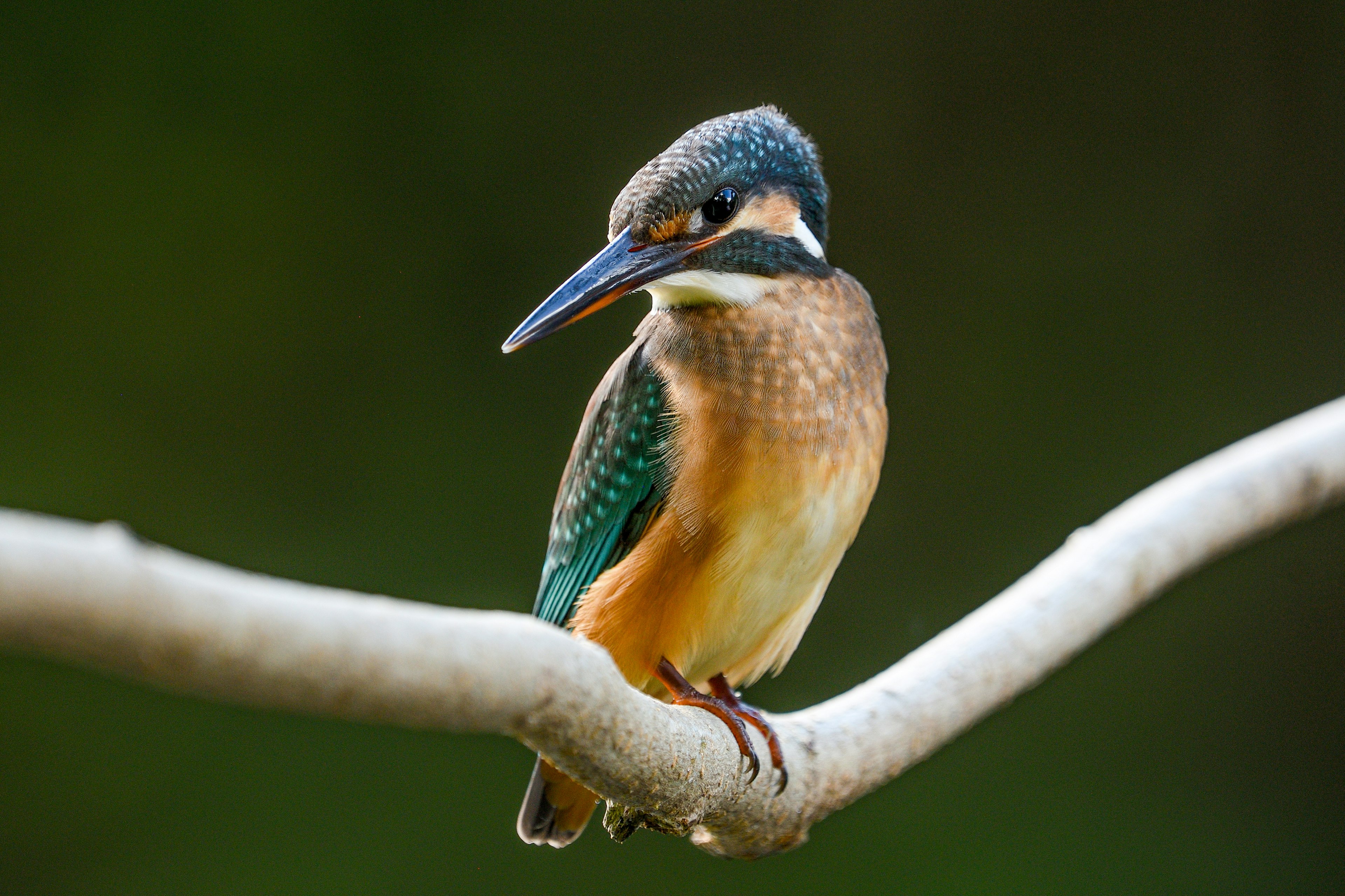 Ein bunt gefärbter Eisvogel, der auf einem Ast sitzt