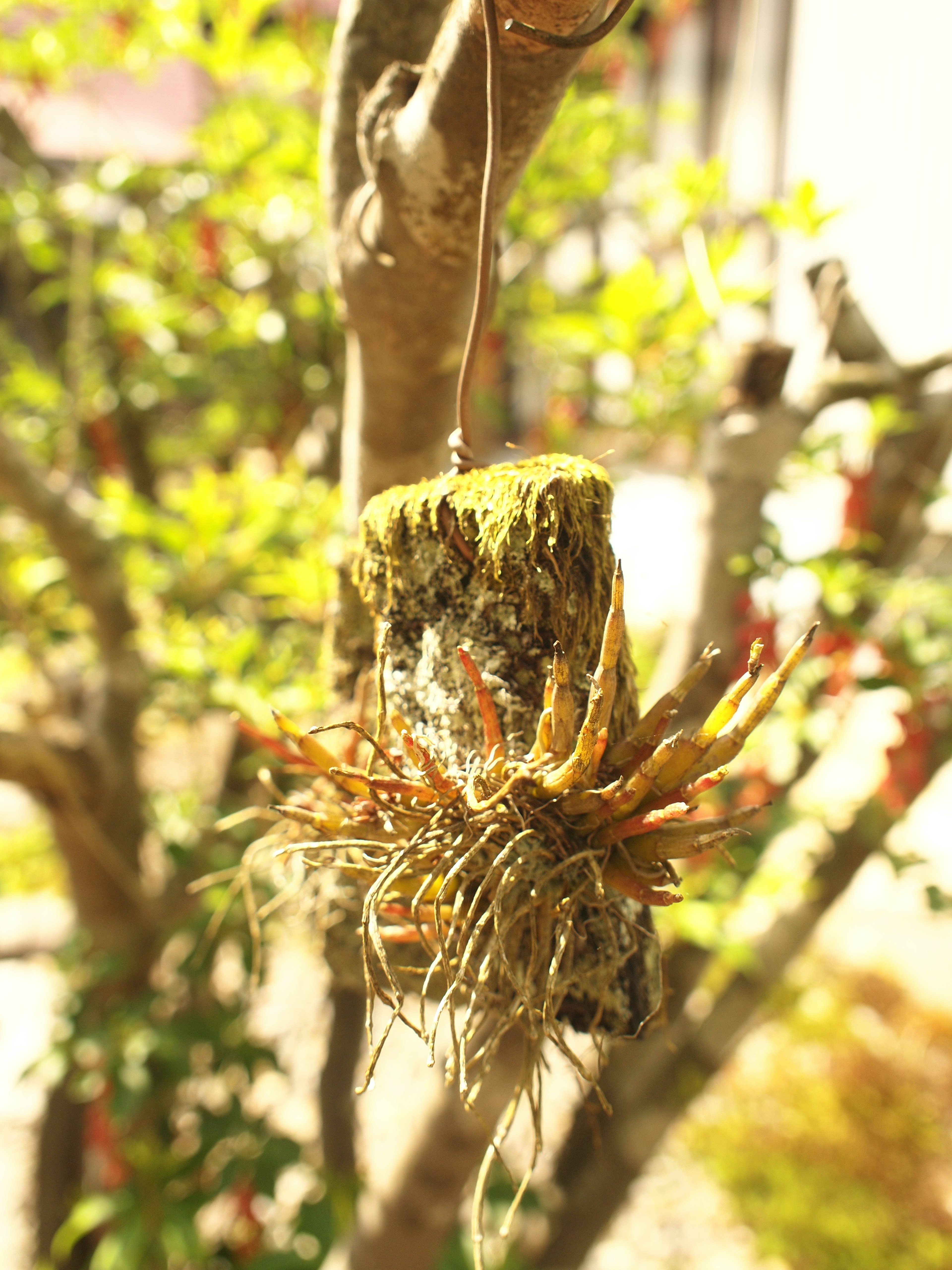 Une belle exposition de plantes aériennes suspendues à un arbre