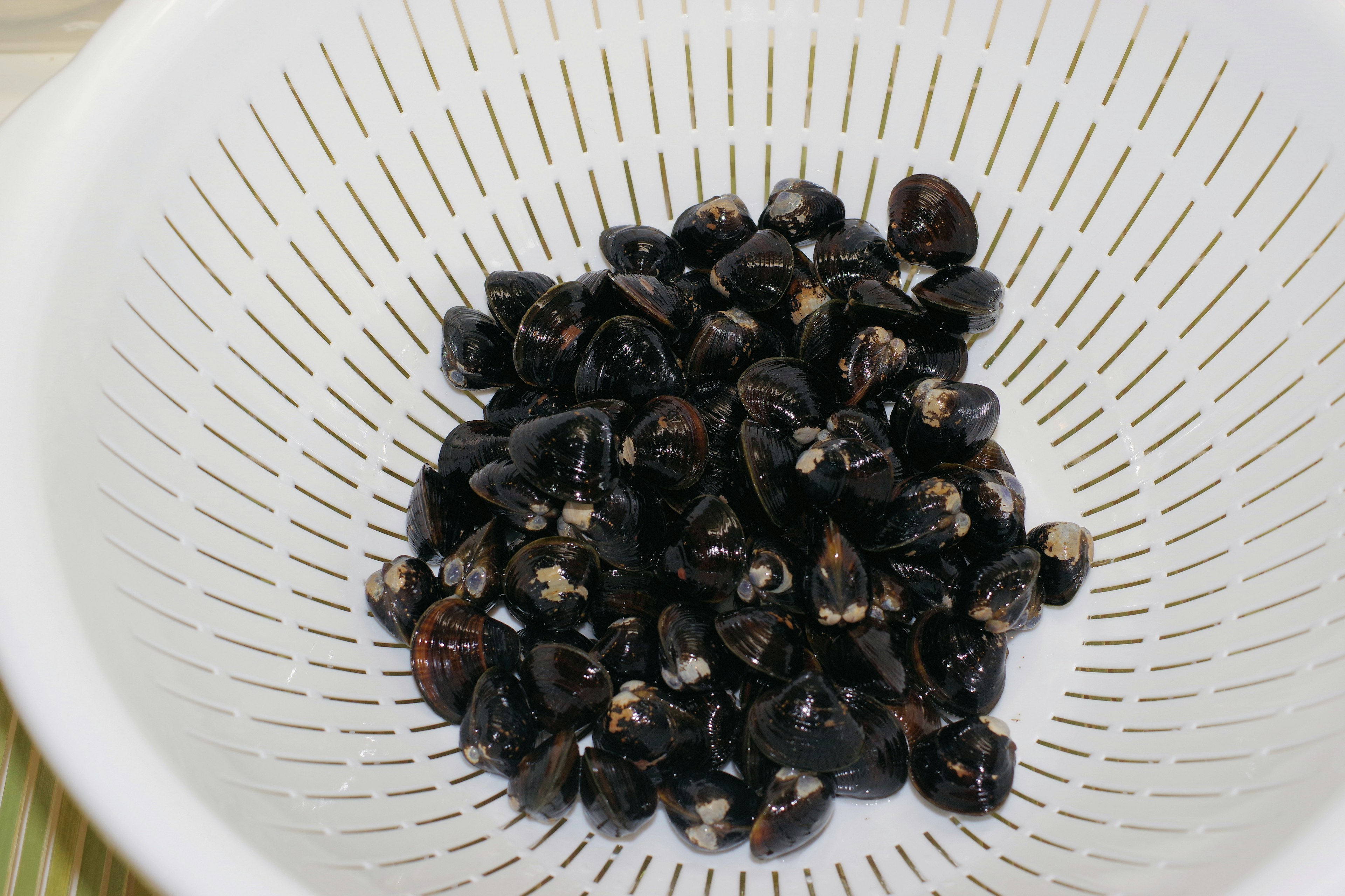 Un montón de almejas negras en un colador blanco