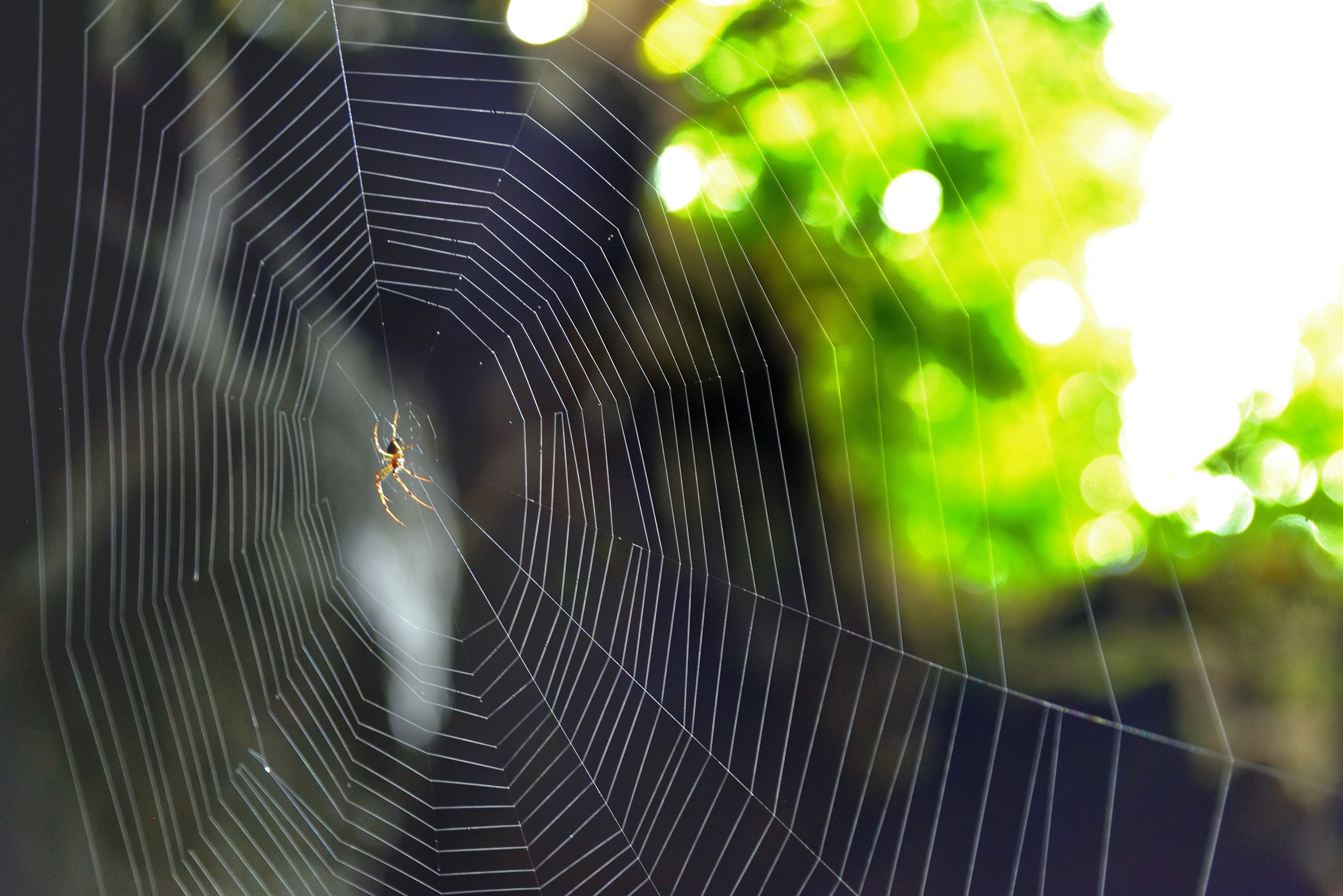 Spinne in der Mitte ihres Netzes mit verschwommenem grünen Hintergrund