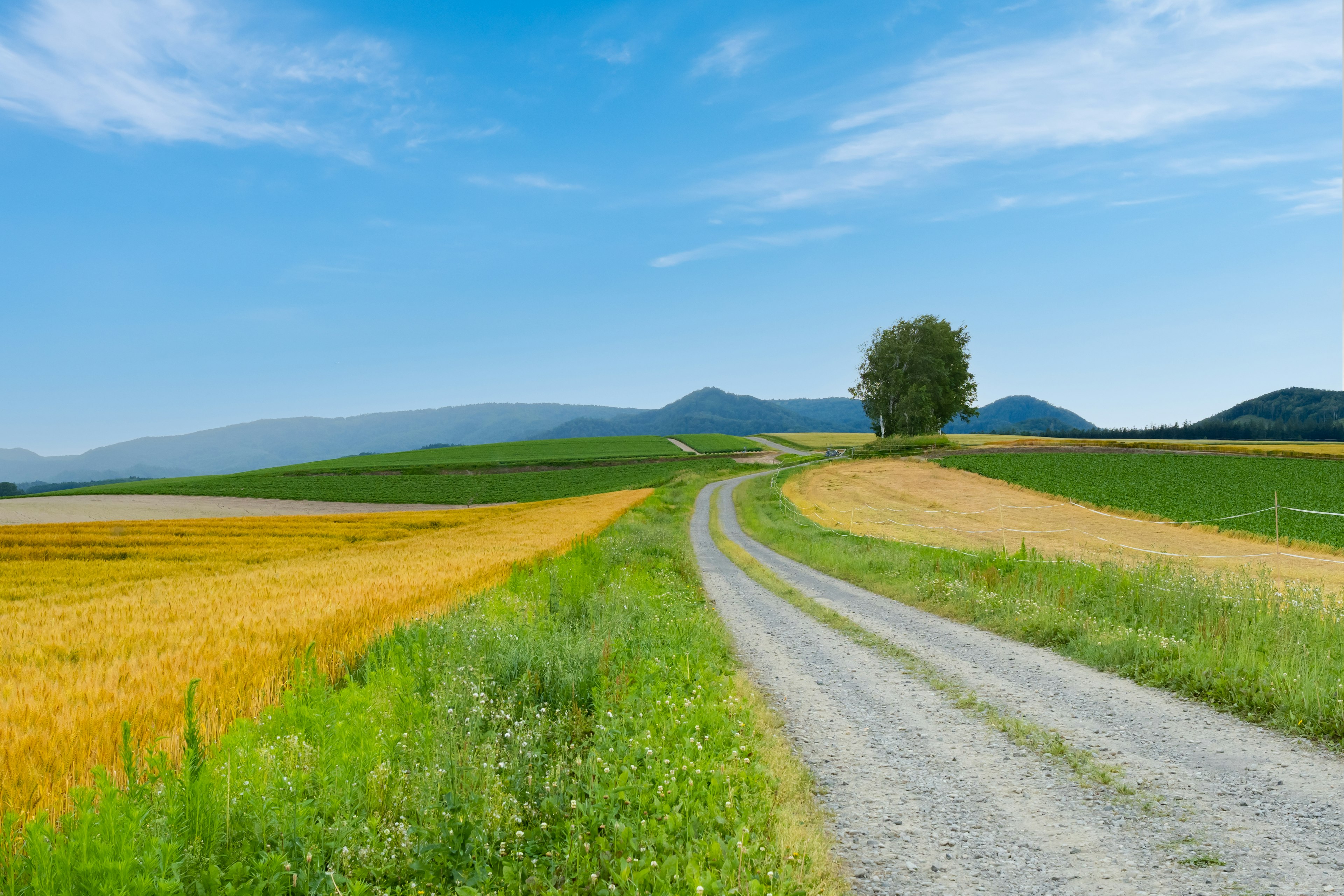 Hermoso paisaje bajo un cielo azul Campos verdes y dorados Camino de grava sinuoso y árbol solitario