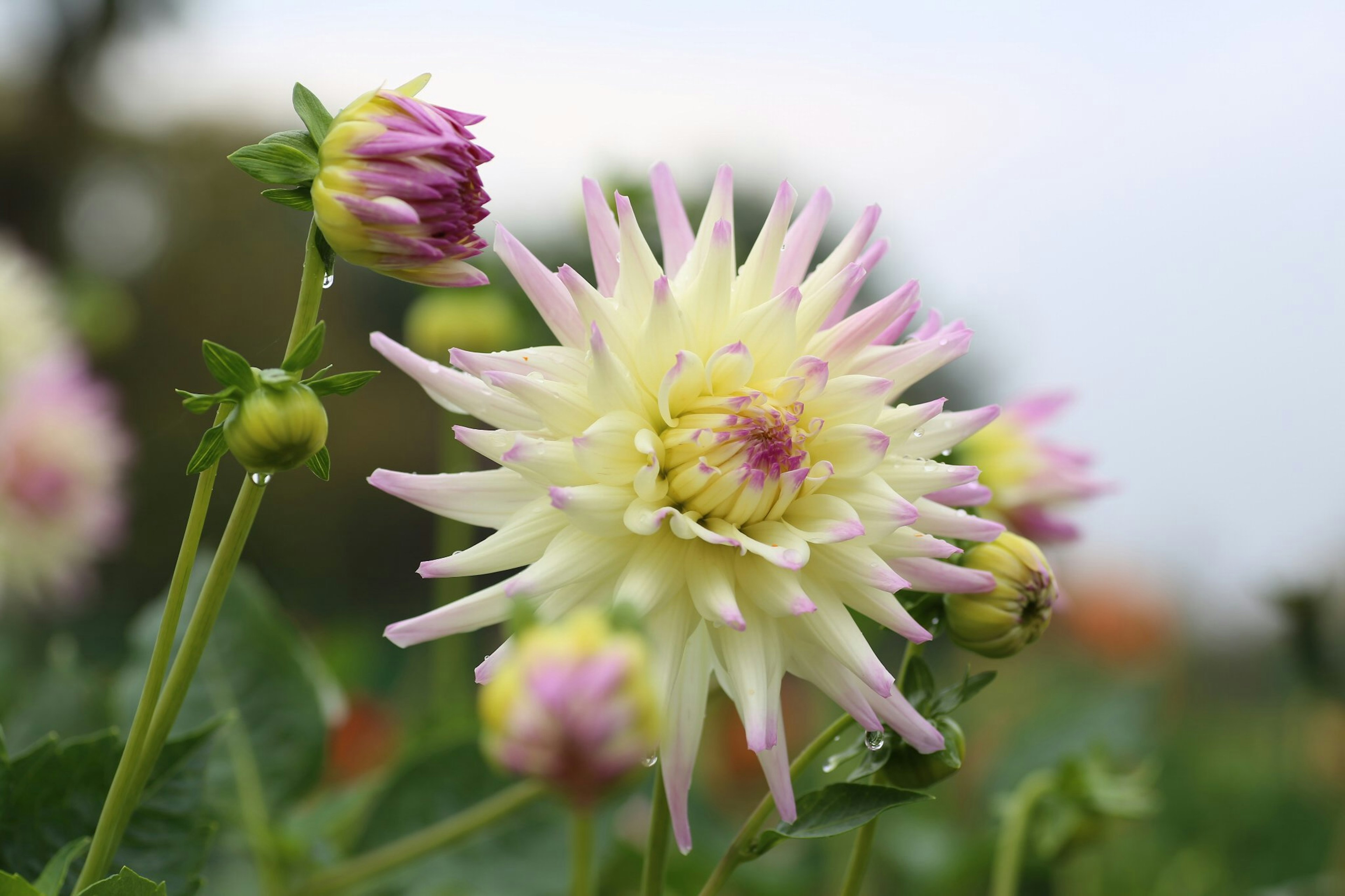 Flor de dalia con pétalos blancos y rosas rodeada de botones