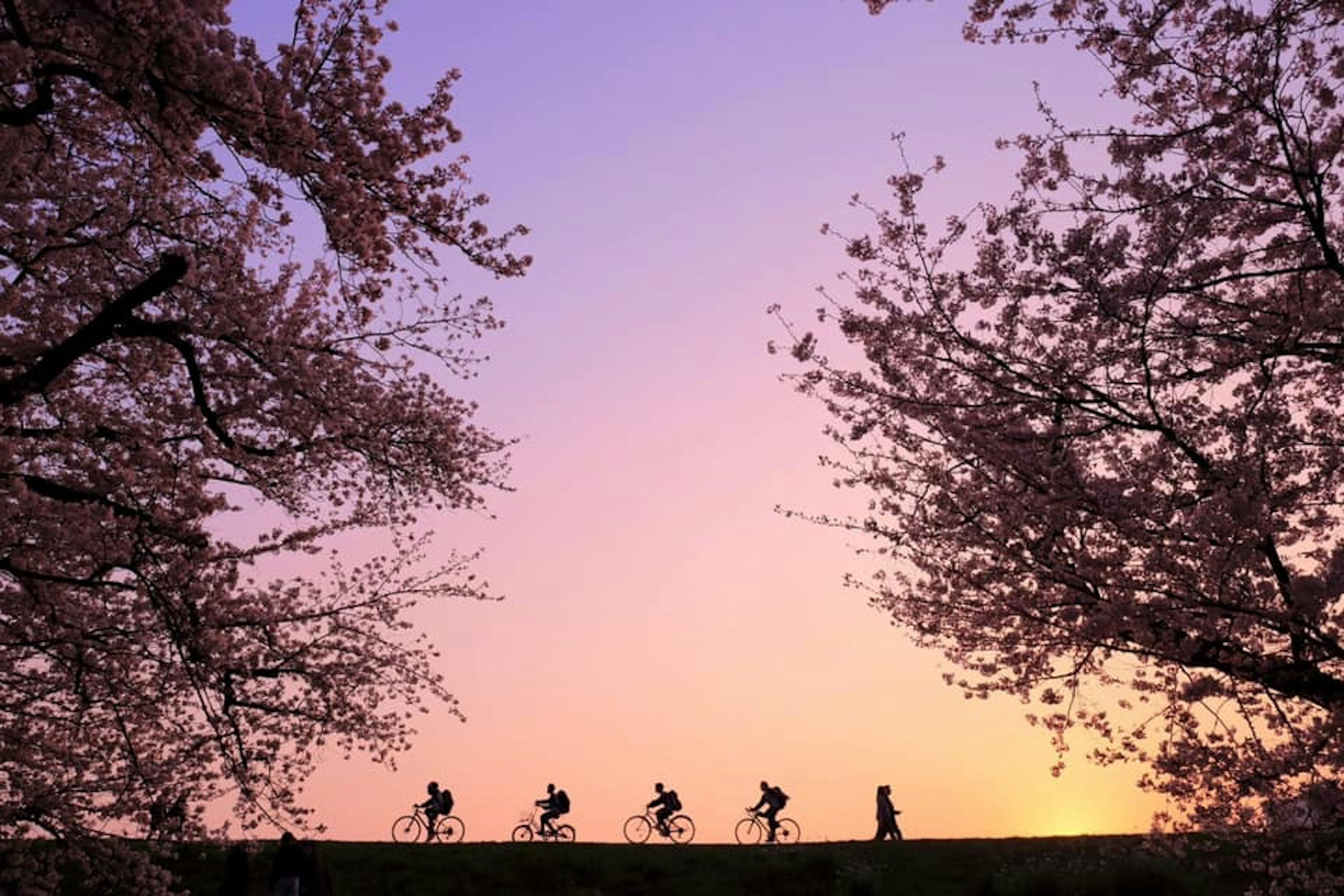 Silhouette of people cycling among cherry blossom trees at sunset