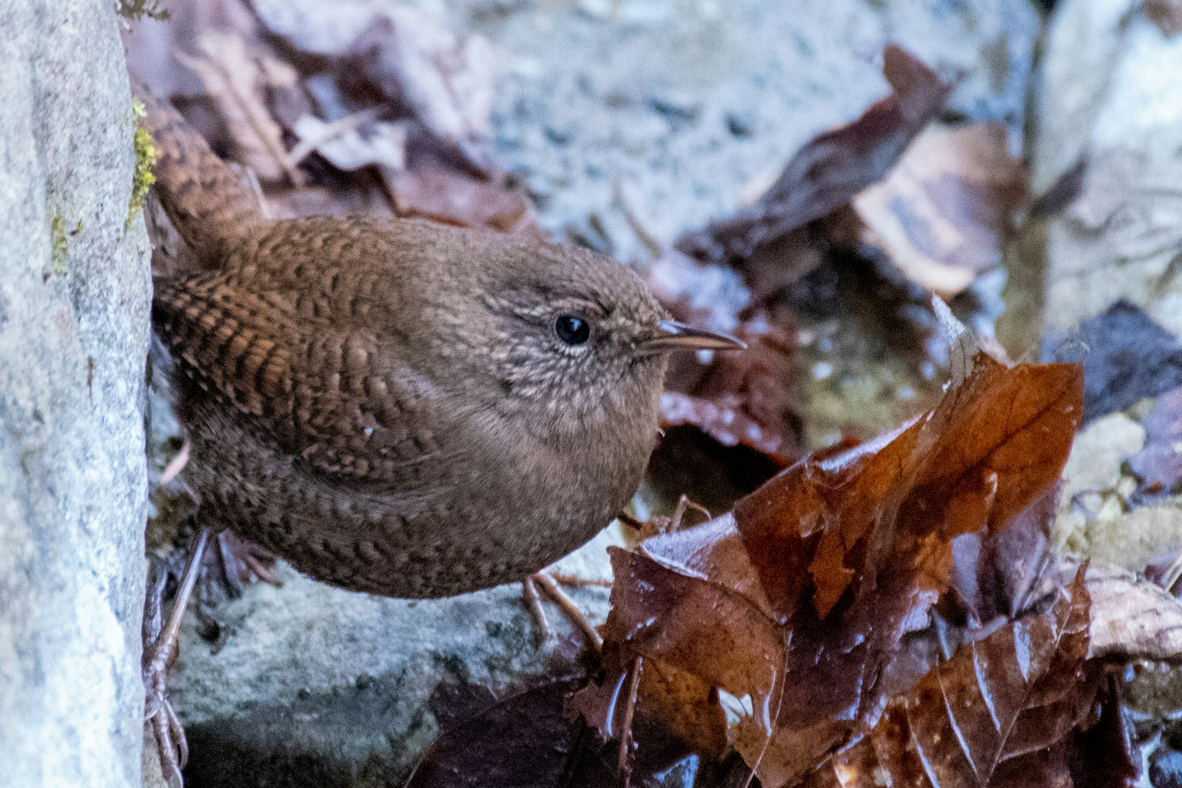 Ein kleiner brauner Vogel, der sich zwischen den gefallenen Blättern versteckt