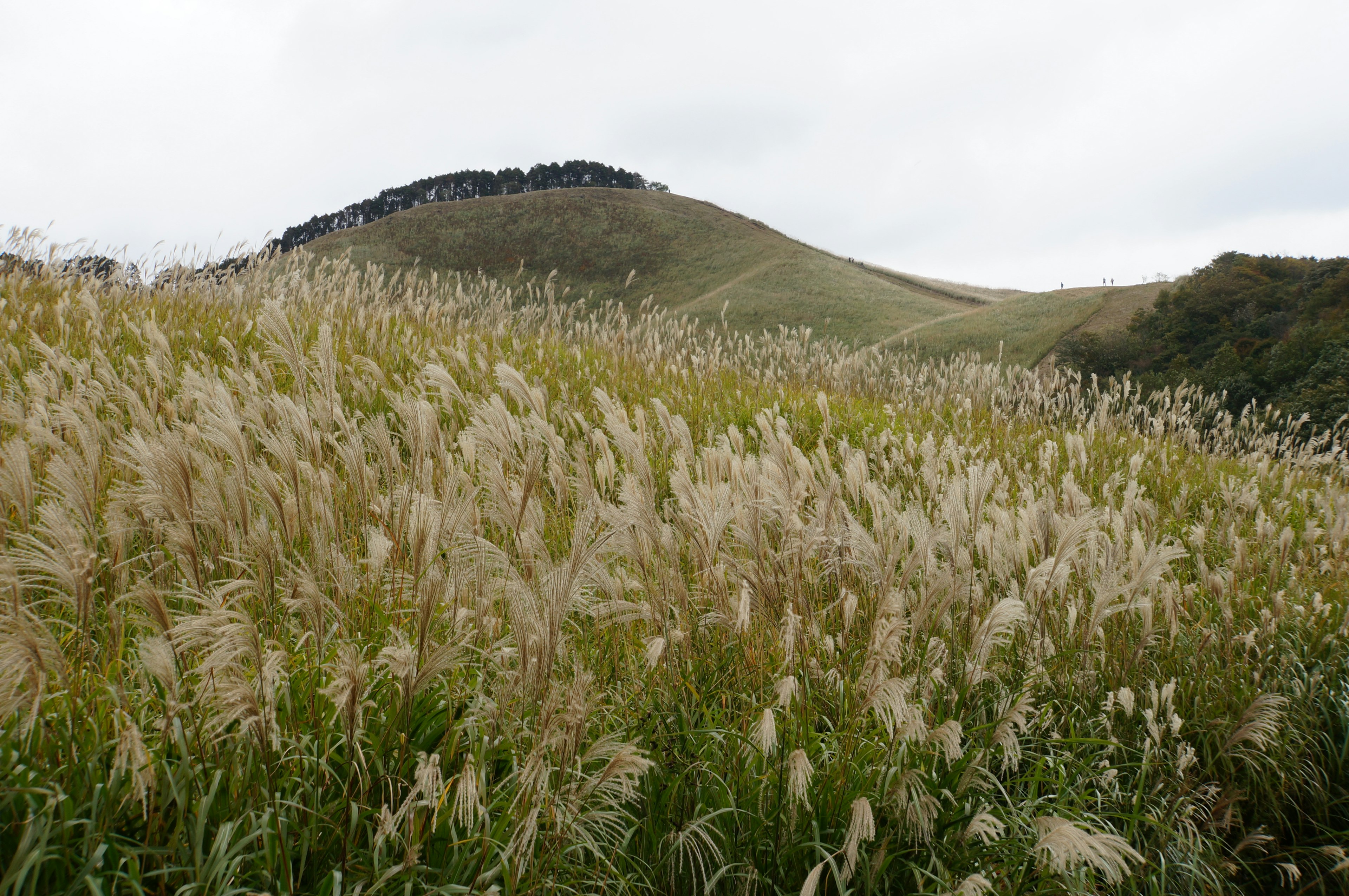 Pampas grass field with rolling hills and overcast sky